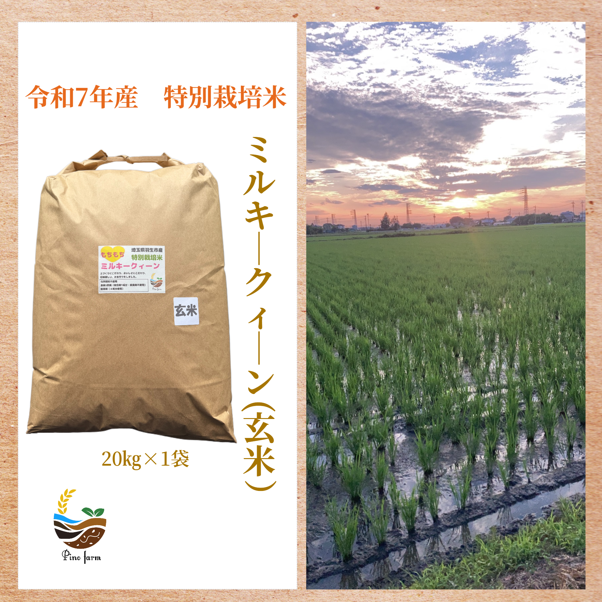 Sale❗️生物死滅農薬不使用】ミルキークイーン玄米２０kg「無洗米に精米２０キロ R7年産特別栽培米 ミルキークイーン（玄米） 20kg ｜ 米・穀物/玄米
