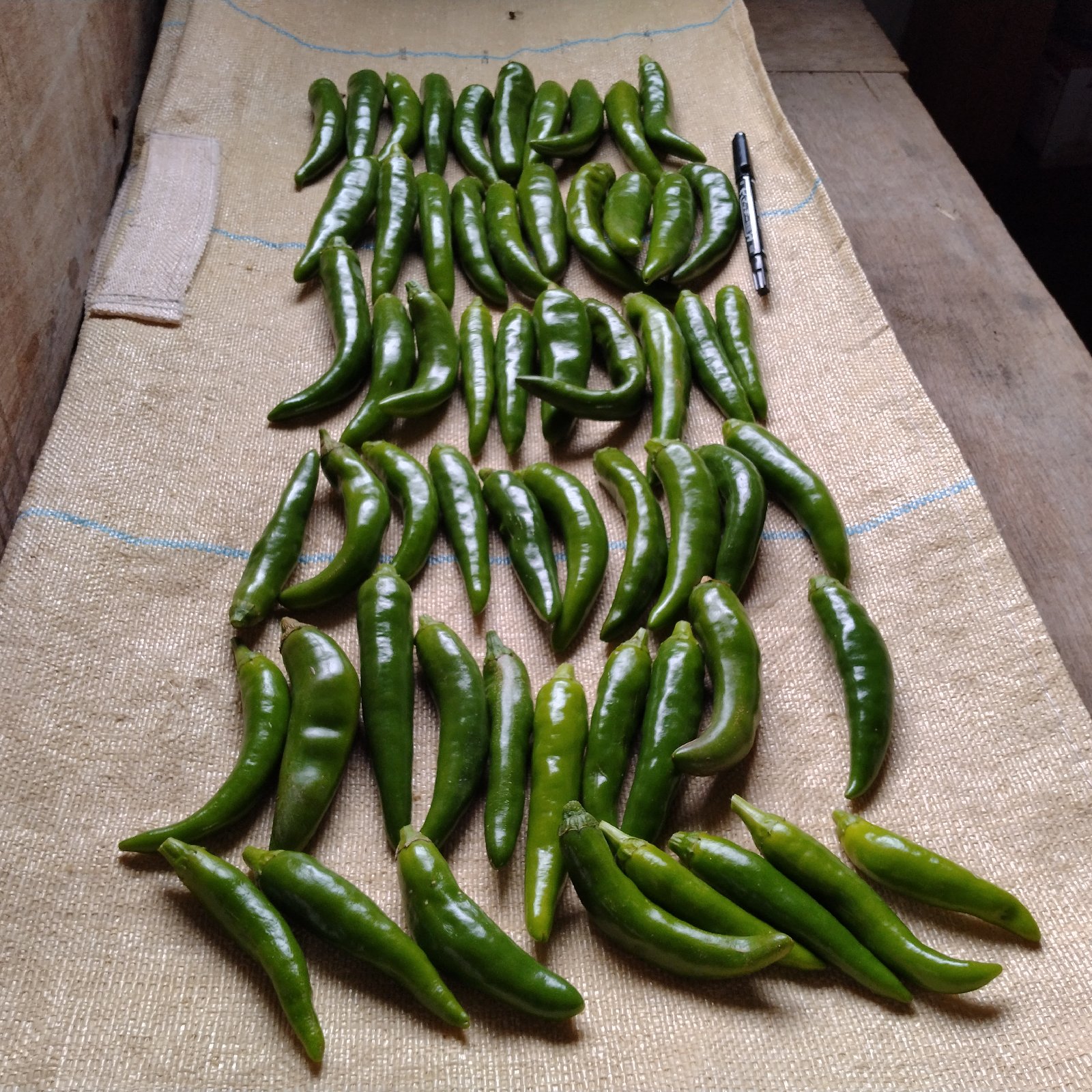 韓国青唐辛子 ｜ 野菜/その他野菜 産直アウル 農家・漁師など生産者 
