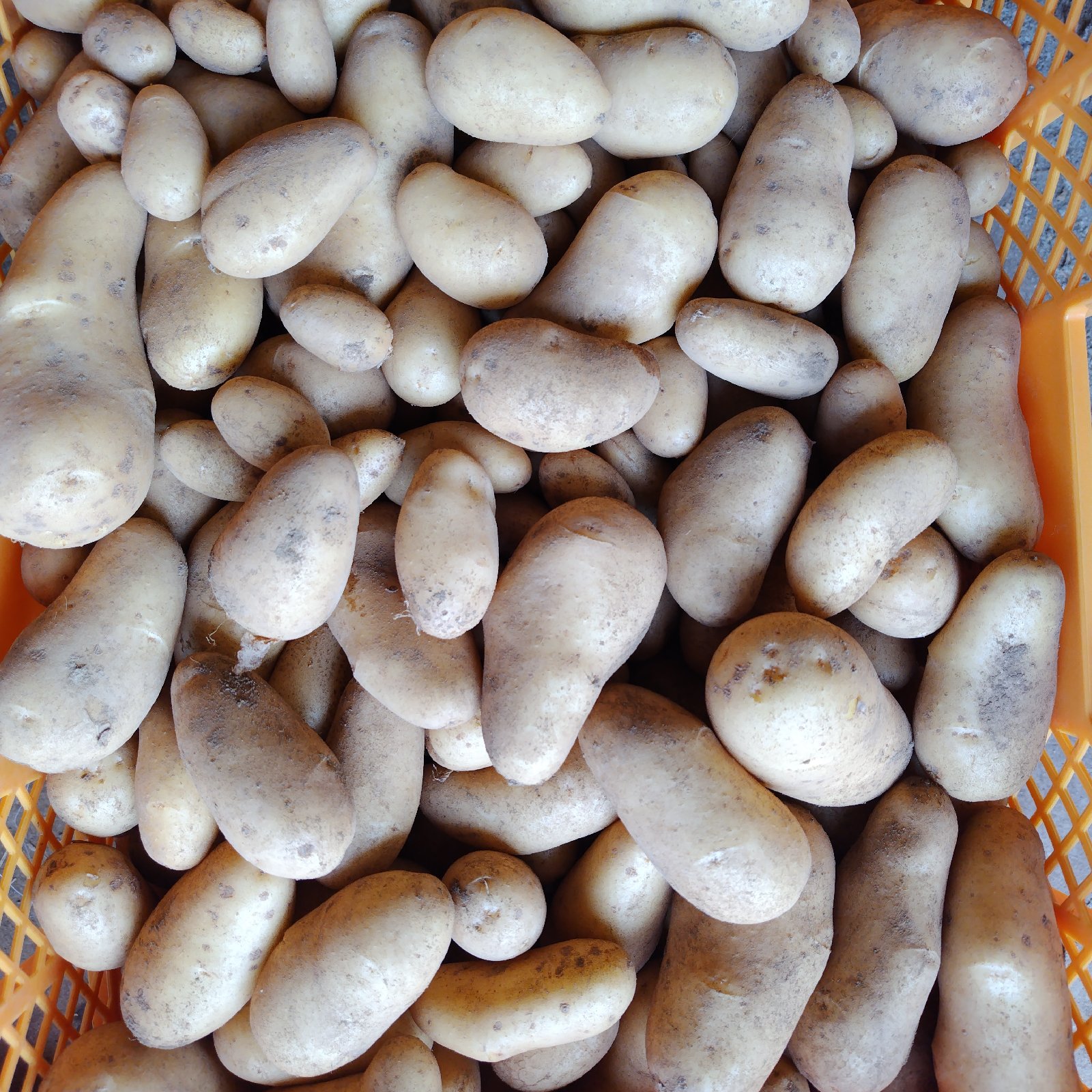 新ジャガ芋(メークイン)　Mサイズ 新じゃがいも メークイン | 野菜/じゃがいも 産直アウル 農家から直接