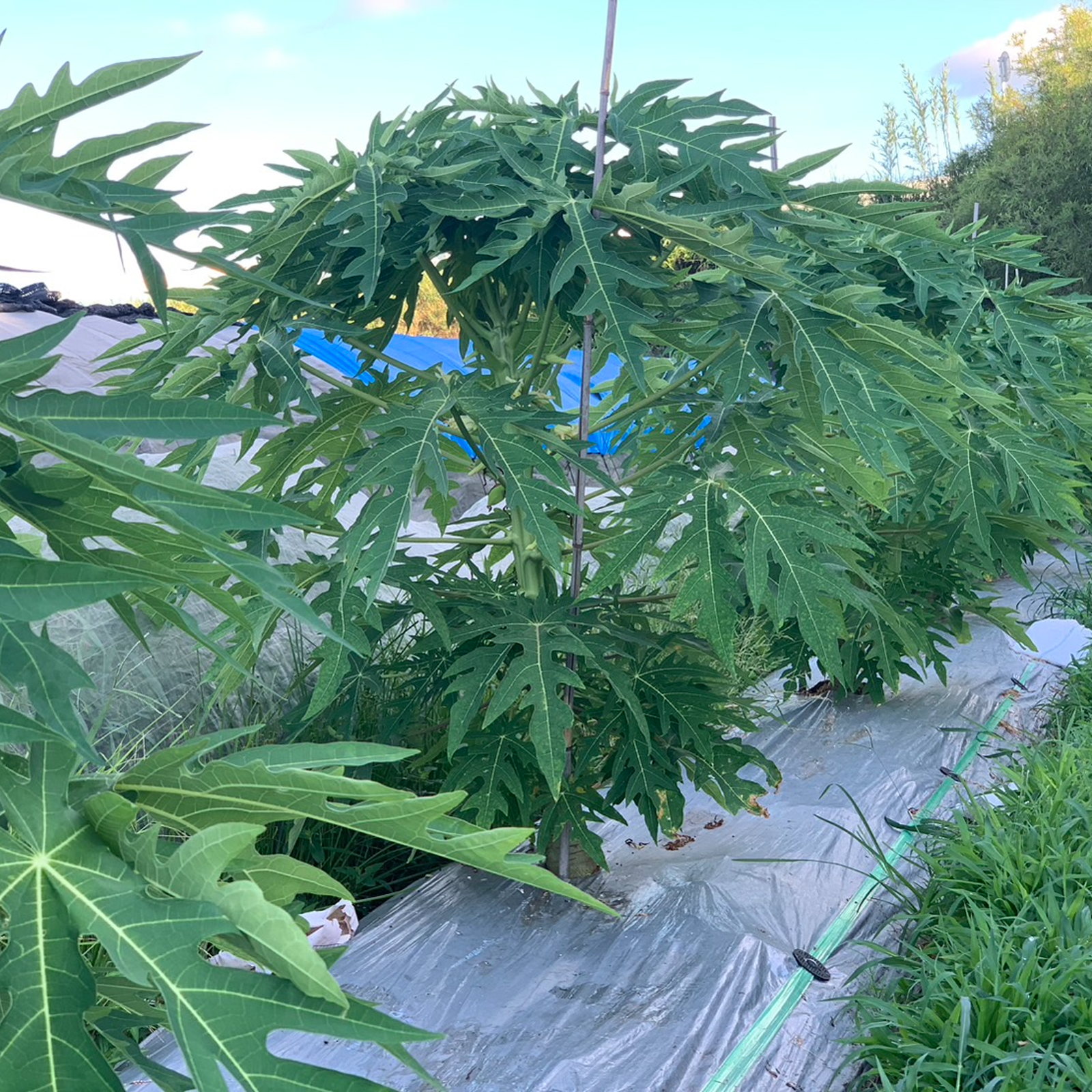 青パパイヤ3kg【農薬不使用・化学肥料不使用・おかやま有機無農薬認証