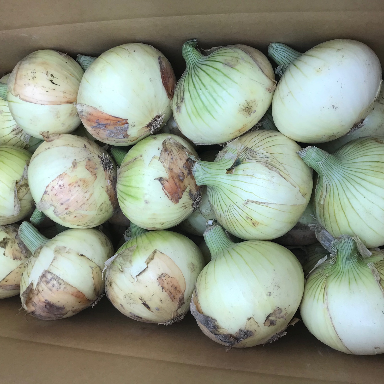 淡路島産 新玉ねぎ 七宝10Kg ｜ 野菜/玉ねぎ 産直アウル 農家・漁師