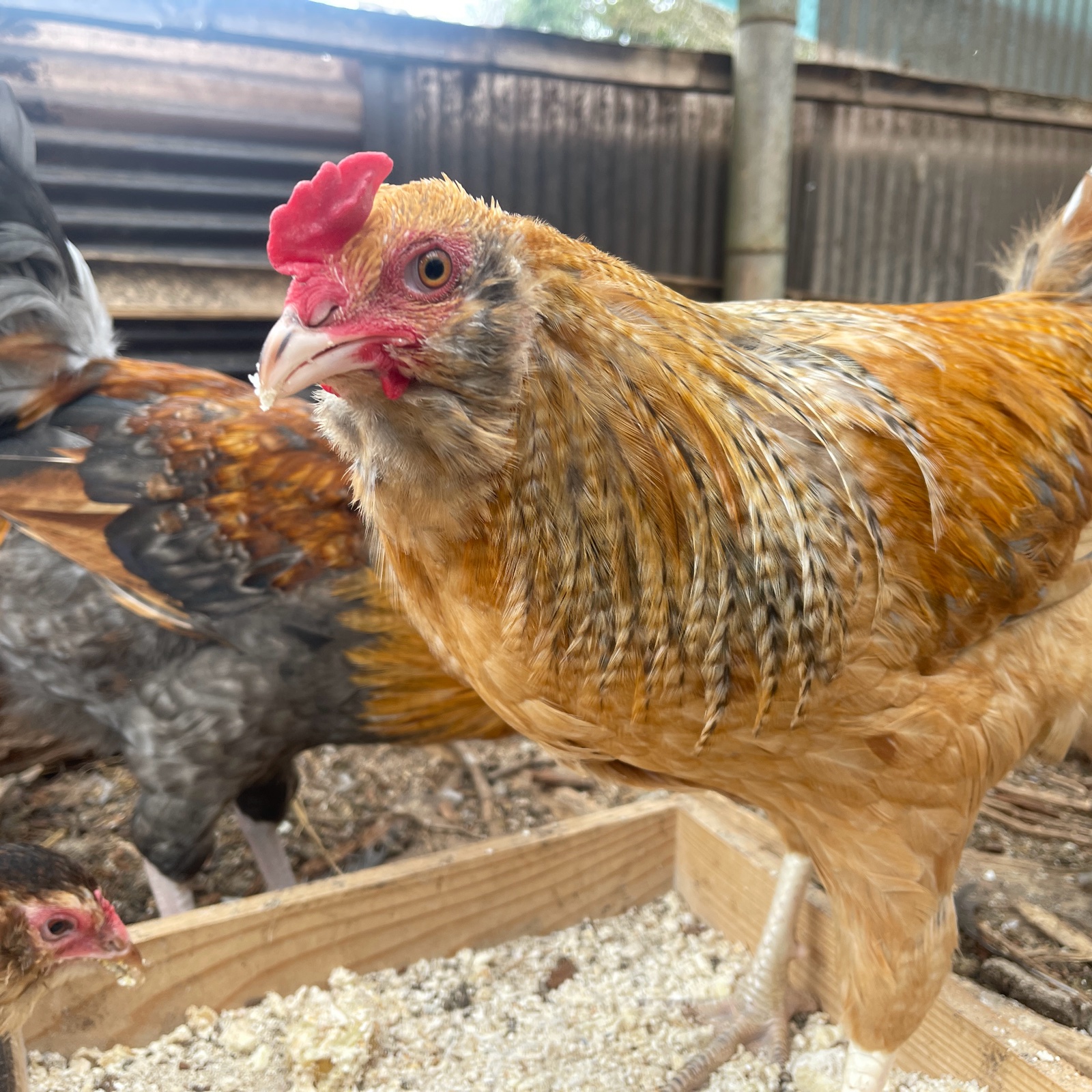 きたひろブルー アローカナ平飼い有精卵 20個 道の駅で完売 ｜ 卵/鶏卵