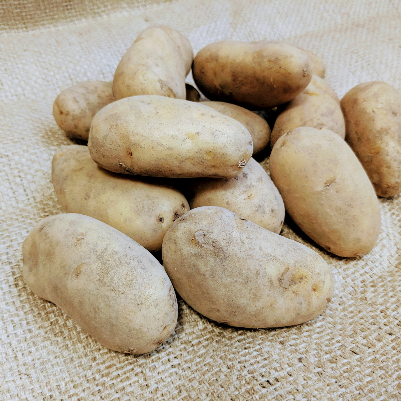 北海道産 新じゃが メークイン18kg Mサイズ | 野菜/じゃがいも