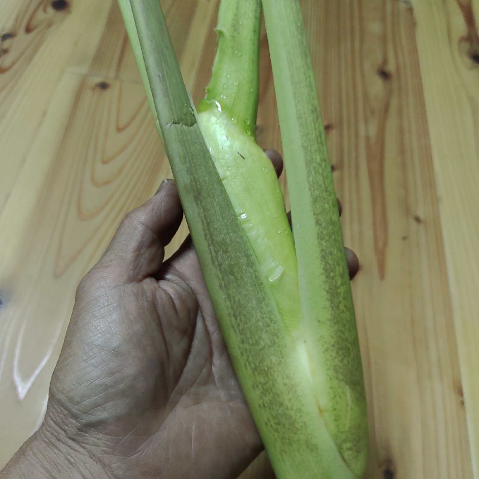 無農薬無肥料自然栽培のマコモダケ1キロ【送料込み】 ｜ 野菜/その他