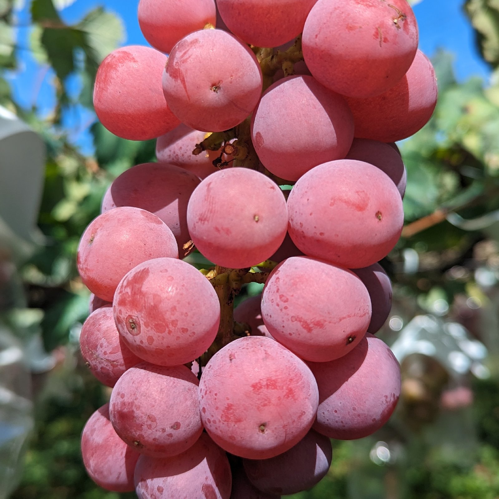 家庭用《クイーンニーナ》 3-6房 | 果物/ぶどう 産直アウル 農家から