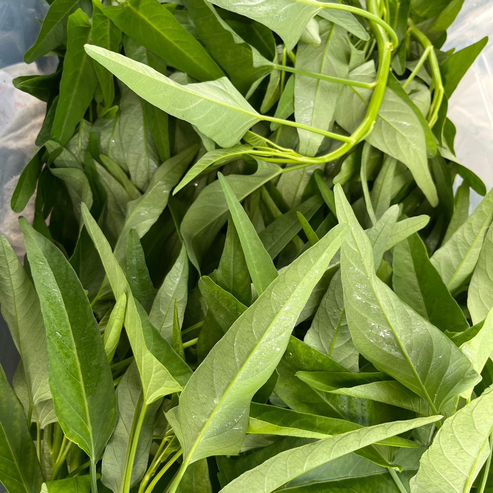 空芯菜の無限♾BOX 2.8kg 100サイズ | 野菜/葉物 産直アウル 農家から