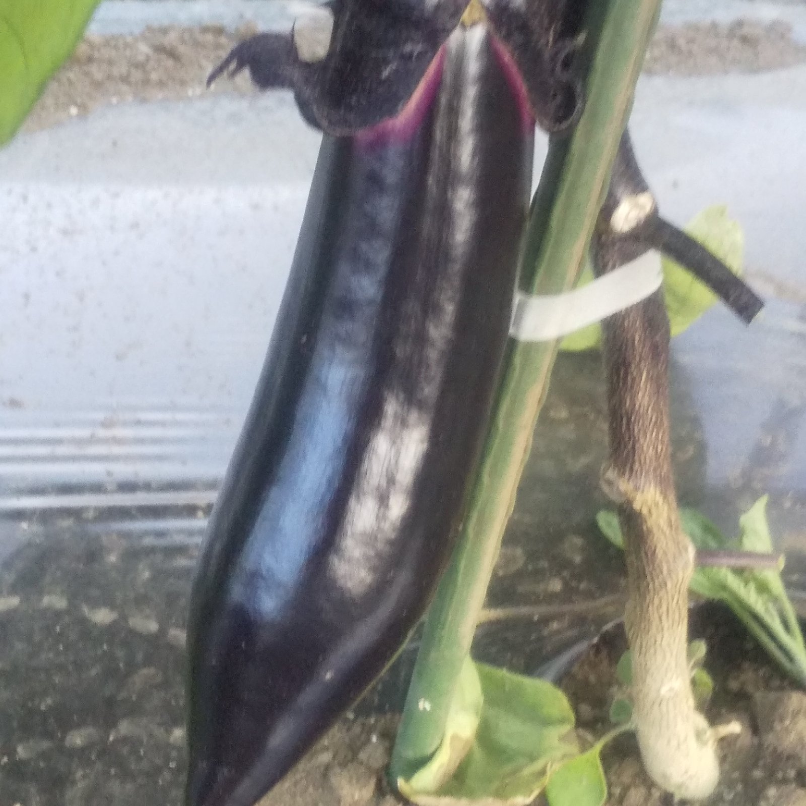とろける長なす7キロ ｜ 野菜/茄子 産直アウル 農家・漁師など生産者