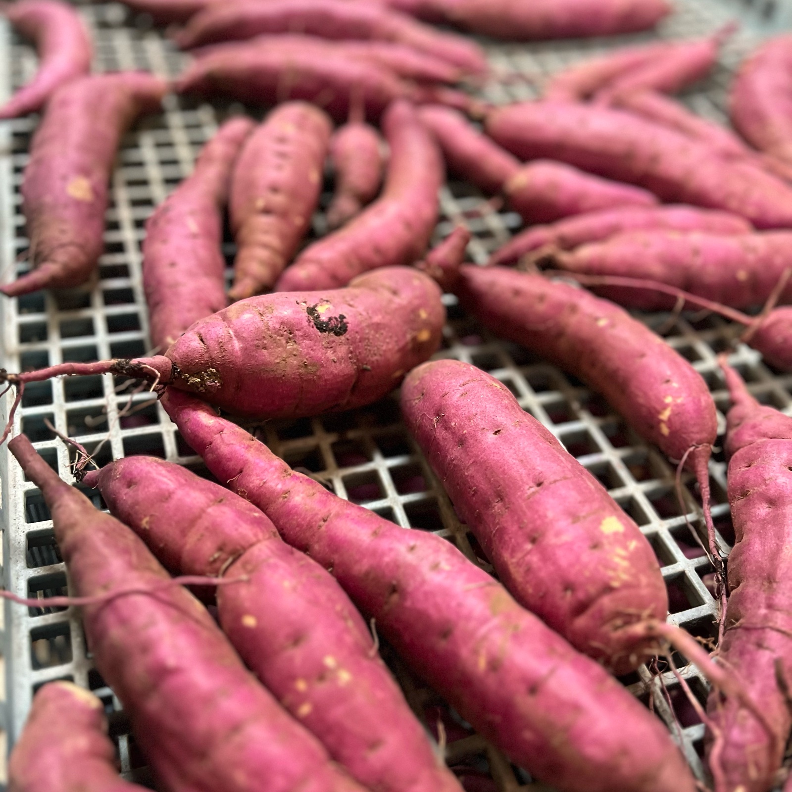 紅はるか24kg ⭐︎20kg⭐︎熟成！蜜たっぷり紅はるか♪Mサイズ：茨城県産のべに