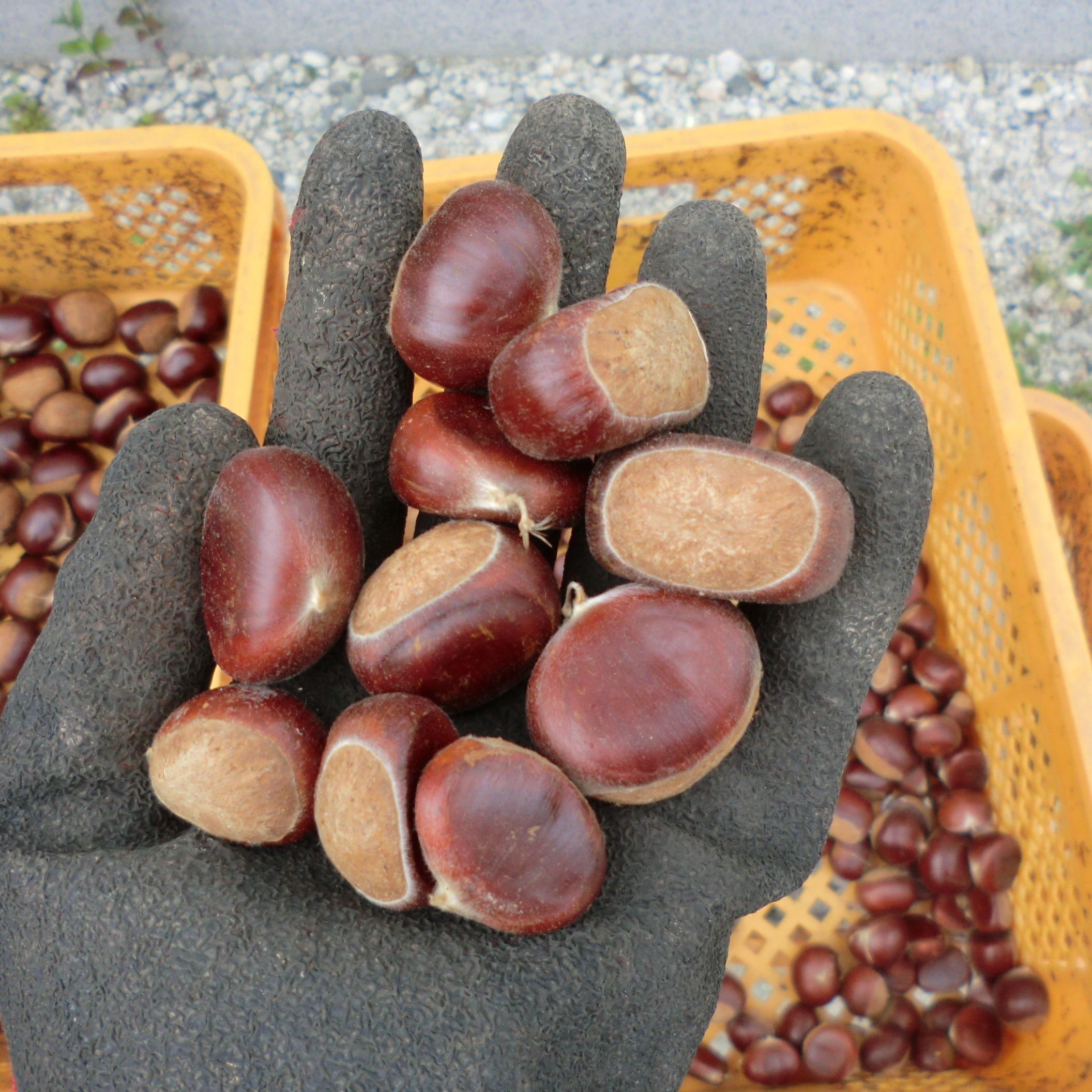 とっても甘い60日熟成むき栗】 白栗60日氷温熟成むき栗 真空パック冷凍