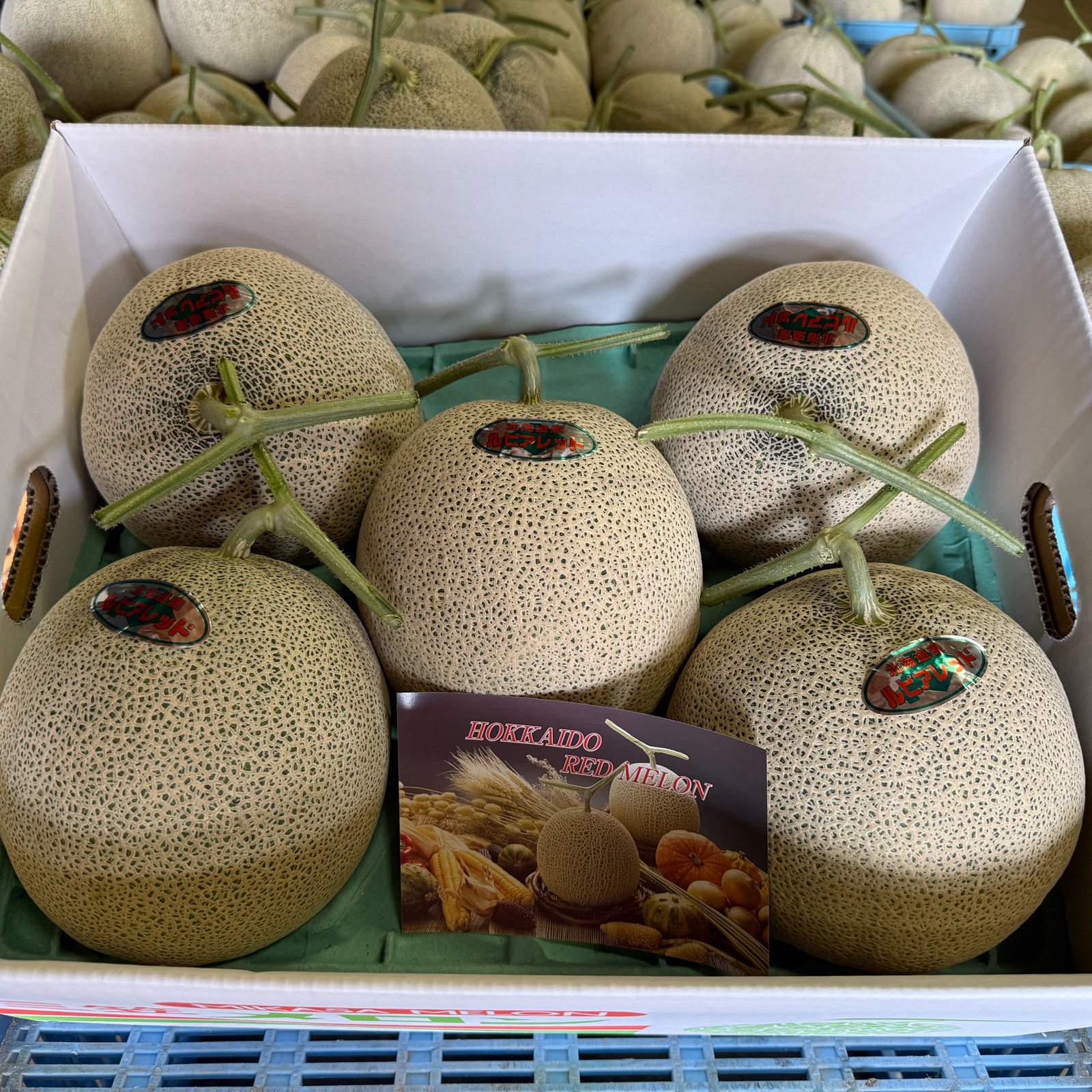 北海道産メロン ルピアレッド(赤肉)5玉入り ｜ 果物/メロン 産直アウル