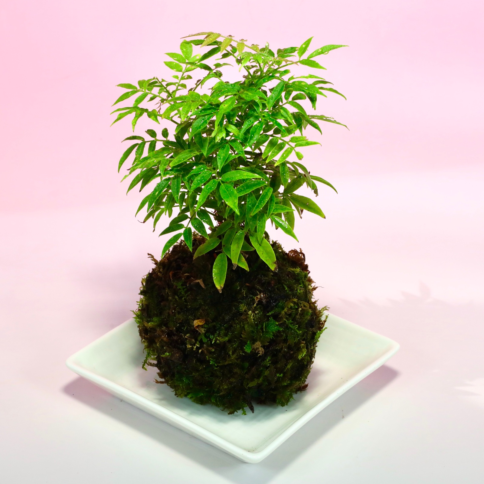 苔玉・苔 AM2 1点限定 早い者勝ち！】苔玉 小藤 | 花・植物/花・植物 産直アウル