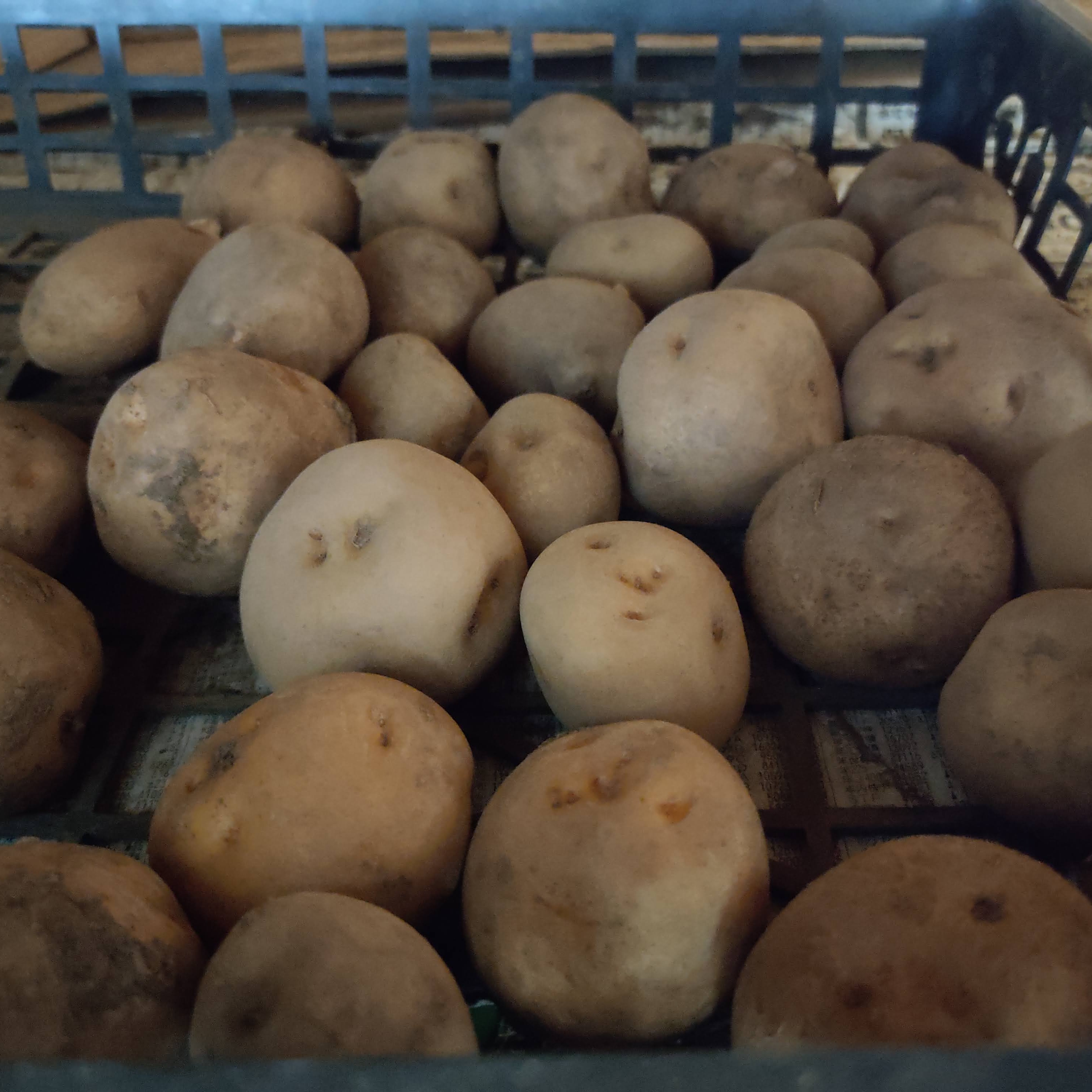 🥔農薬・化学肥料不使用「キタアカリ」3kg Sサイズ🥔 | 野菜