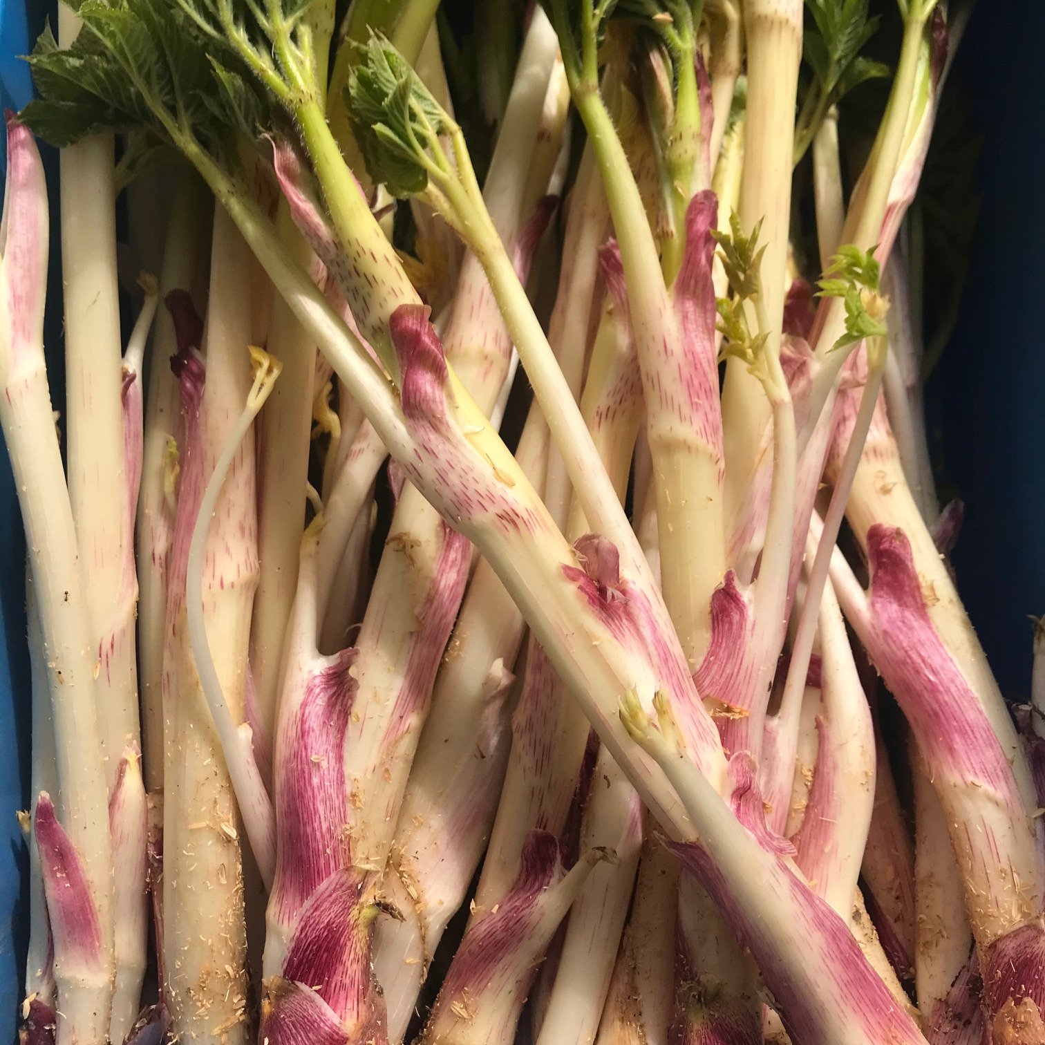 山うど 1kg ｜ 野菜/山菜 産直アウル 農家・漁師など生産者から直接