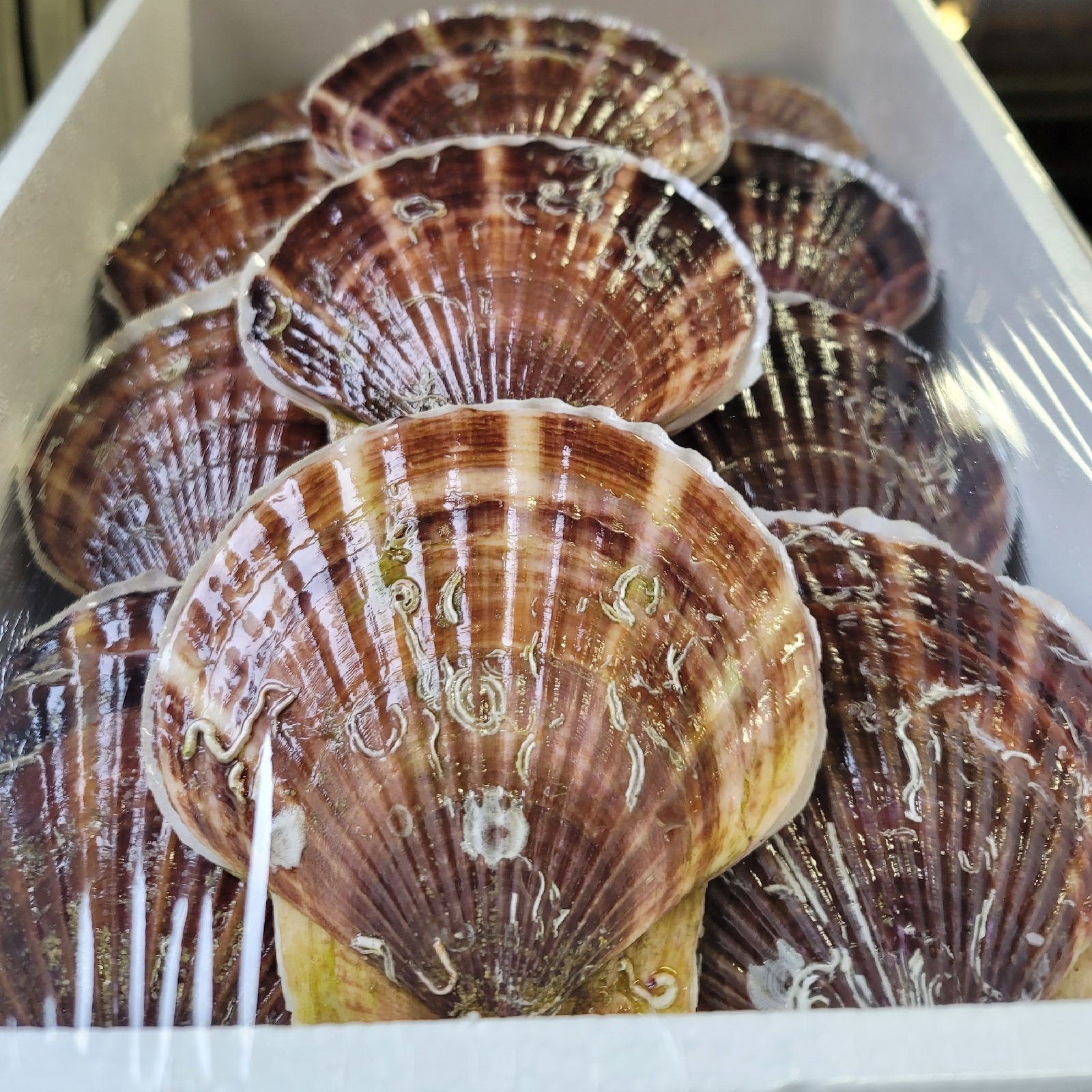北海道産 活ホタテ3年貝 10キロ ｜ 魚介類/ホタテ 産直アウル 農家 