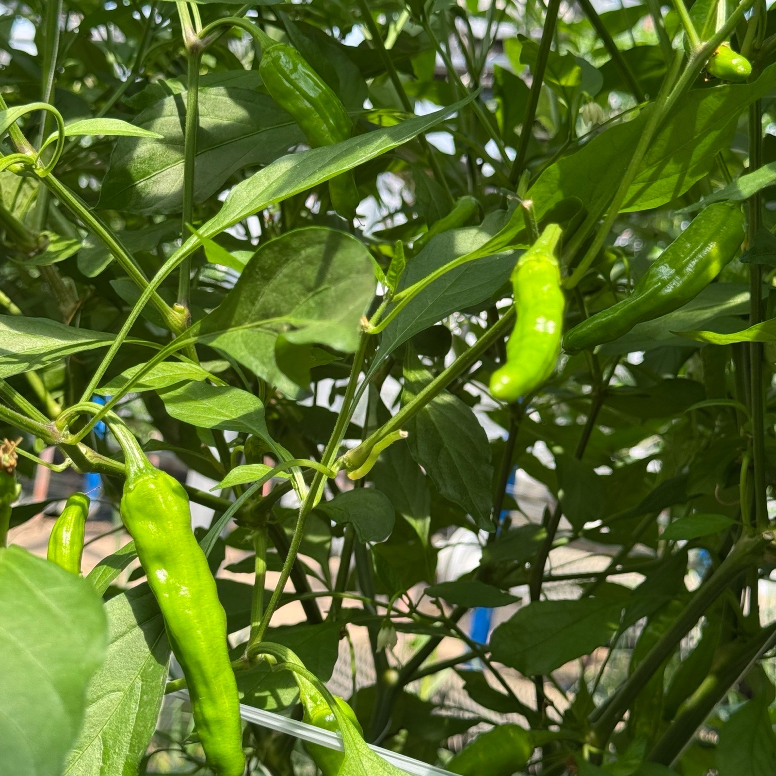 高知県産ししとう1Kg(A品) ｜ 野菜/ししとう 産直アウル 農家・漁師