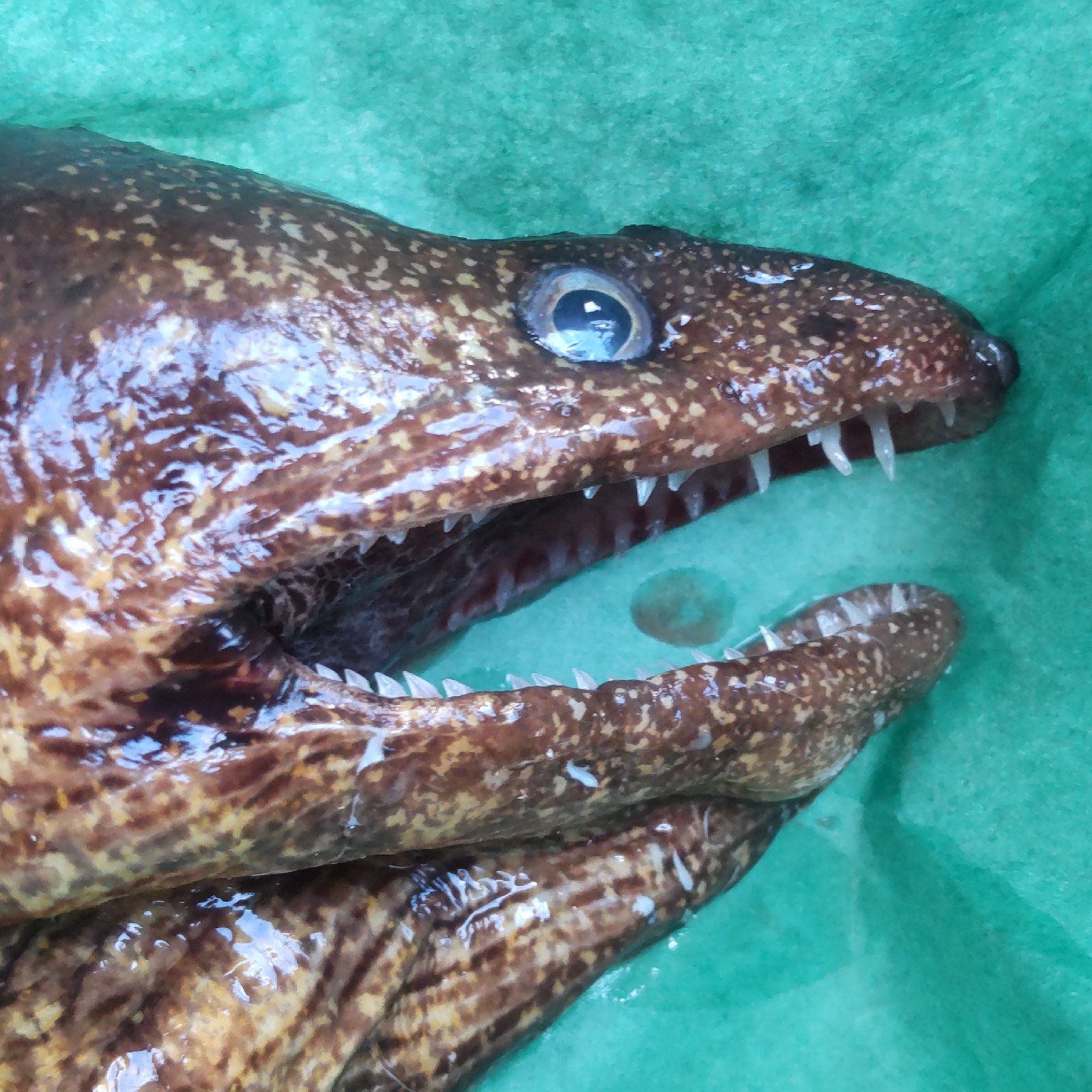 丸ごと一本!】海のギャング-ウツボ-ウツボ小サイズ60cm前後 ｜ 魚介類