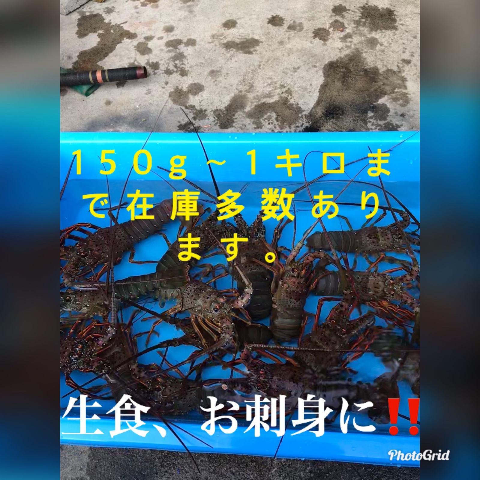 千葉県産　訳あり活伊勢海老　150g〜180g×4匹 天然伊勢海老・千葉県勝浦産 生冷活〆大サイズ 500gUP×2尾 (1.2