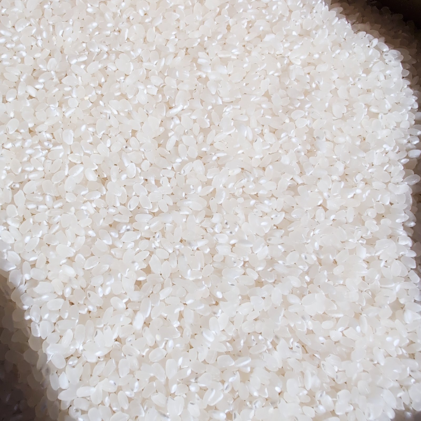 千葉県産 令和7年産 コシヒカリ 白米 20kg ｜ 米・穀物/米/精米 産直