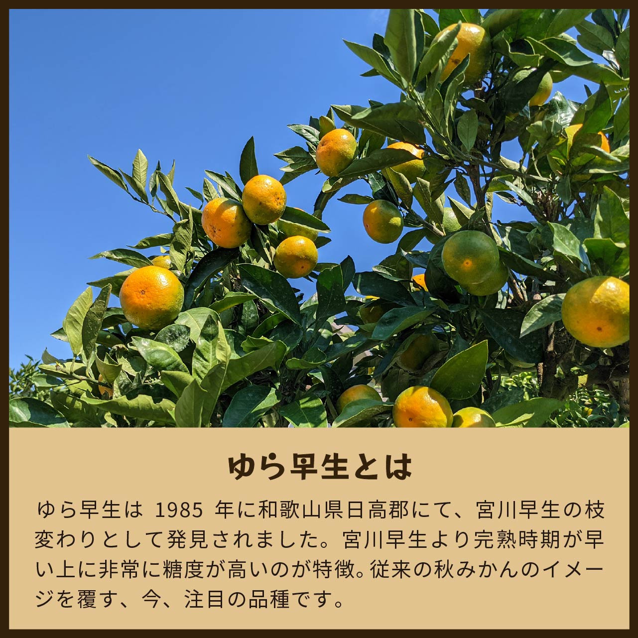 ゆら早生（みかん）5kg家庭用｜和歌山生まれの極早生みかんの最高傑作