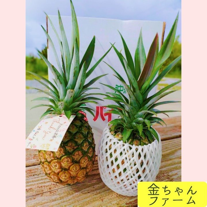 希少パイナップル　ホワイトココ小玉6〜8玉入り 希少パイナップル ホワイトココ小玉6〜8玉入り パイナップル ホワイト