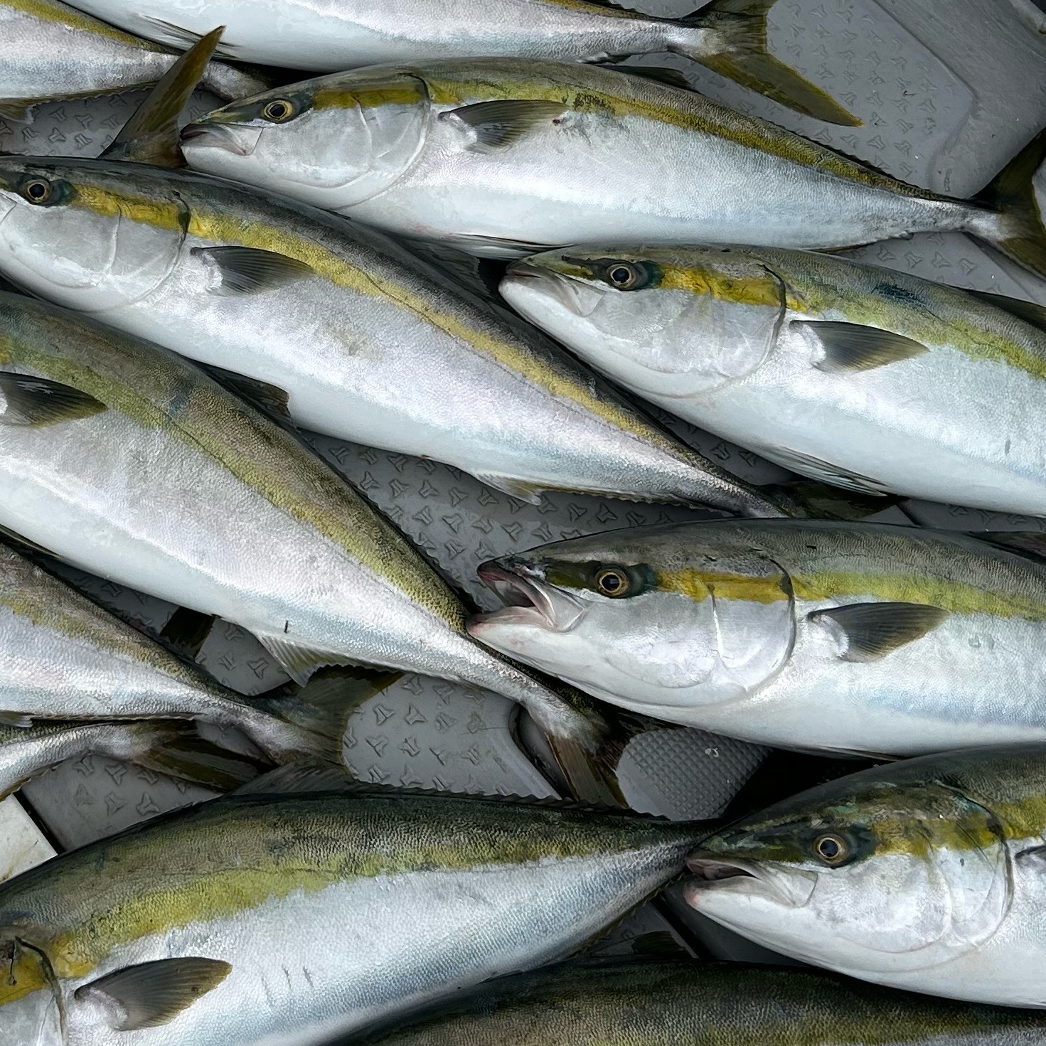 岩国沖 曳き縄一本釣り天然ハマチ4〜4.5kg前後 1本 ｜ 魚介類/ハマチ 