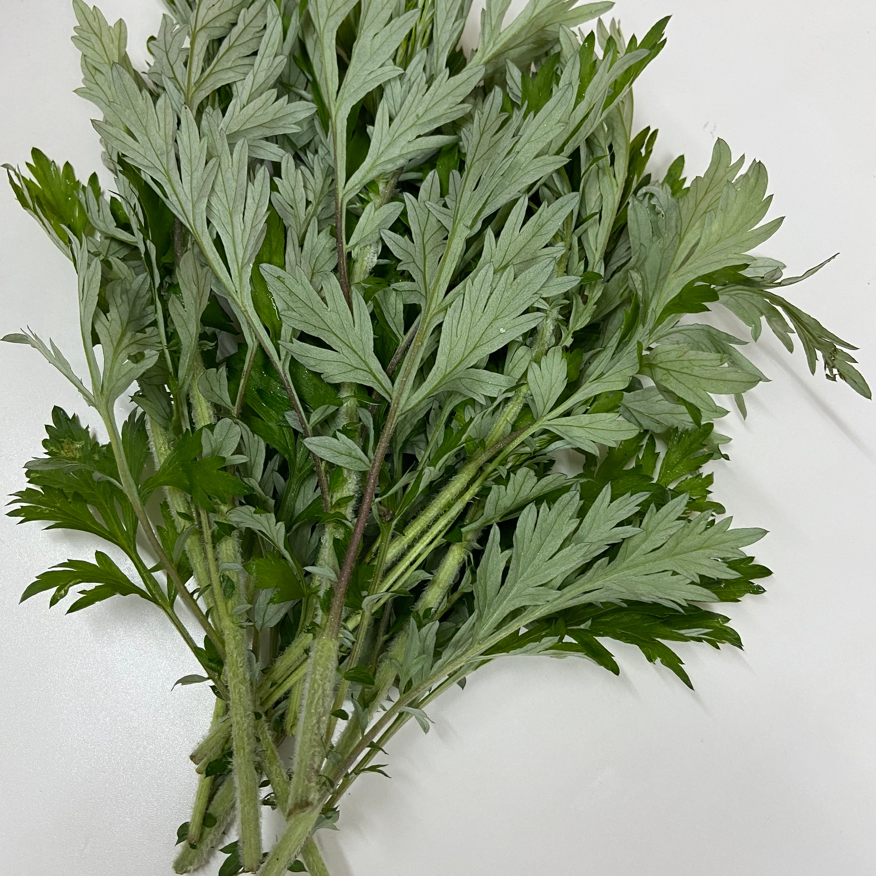 【無農薬】国産　新鮮な摘み採りヨモギ2kg 無農薬】国産 新鮮な摘み採りヨモギ2kg 【公式通販】