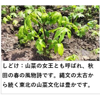 しどけ 200g 雪国の香り！瑞々しい山菜の女王（シドケ/モミジガサ