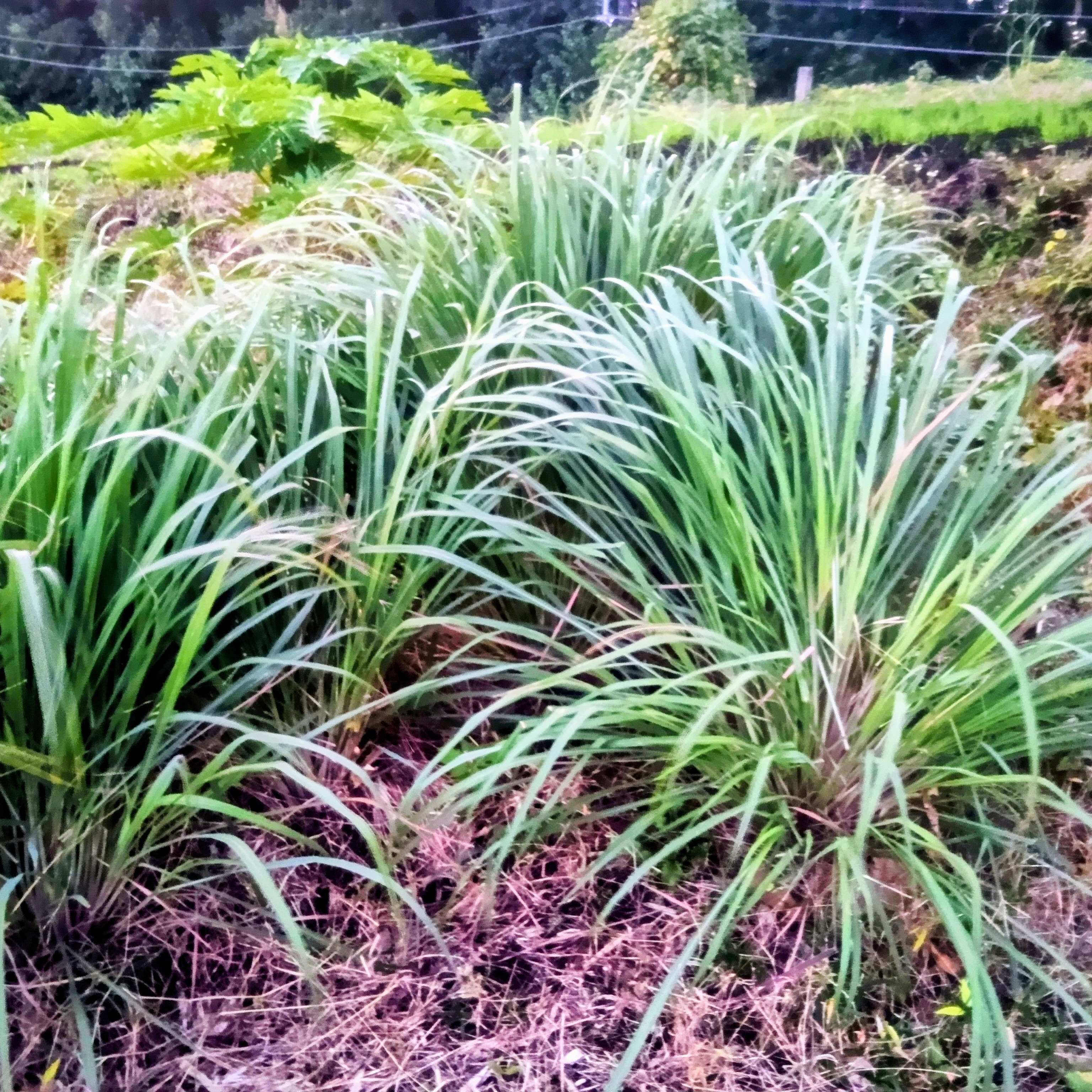 農薬不使用・横浜産直】フレッシュレモングラス600g（根付き株300g＋葉