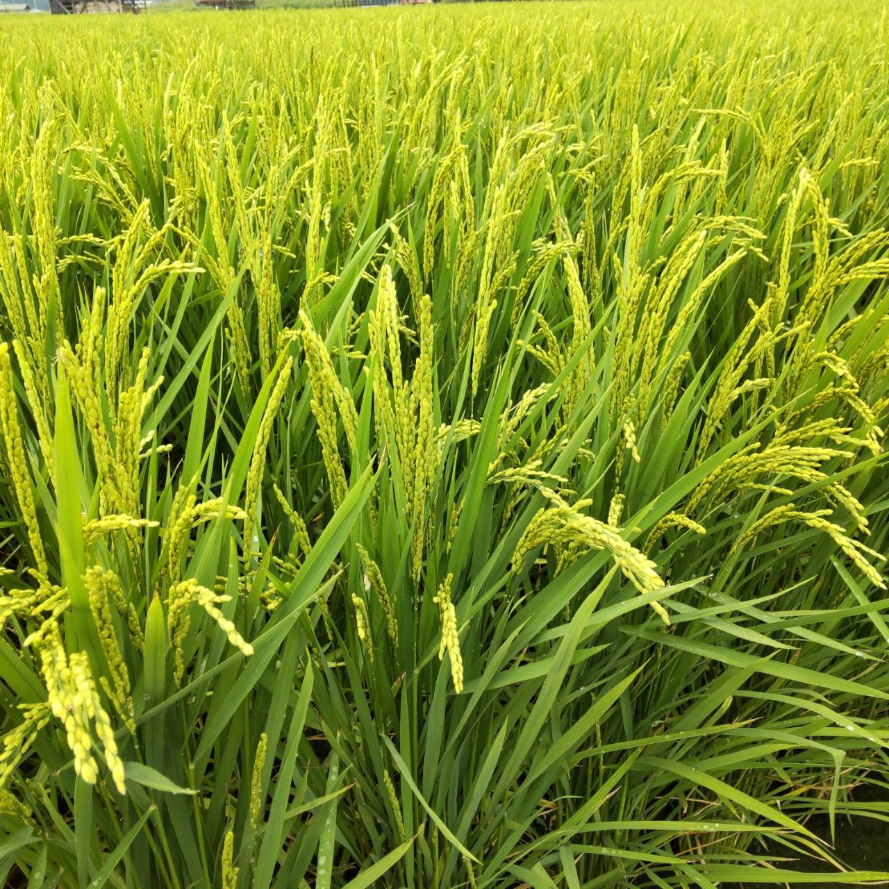 令和7年産 キヌヒカリ 玄米 25kg | 米・穀物/玄米 産直アウル