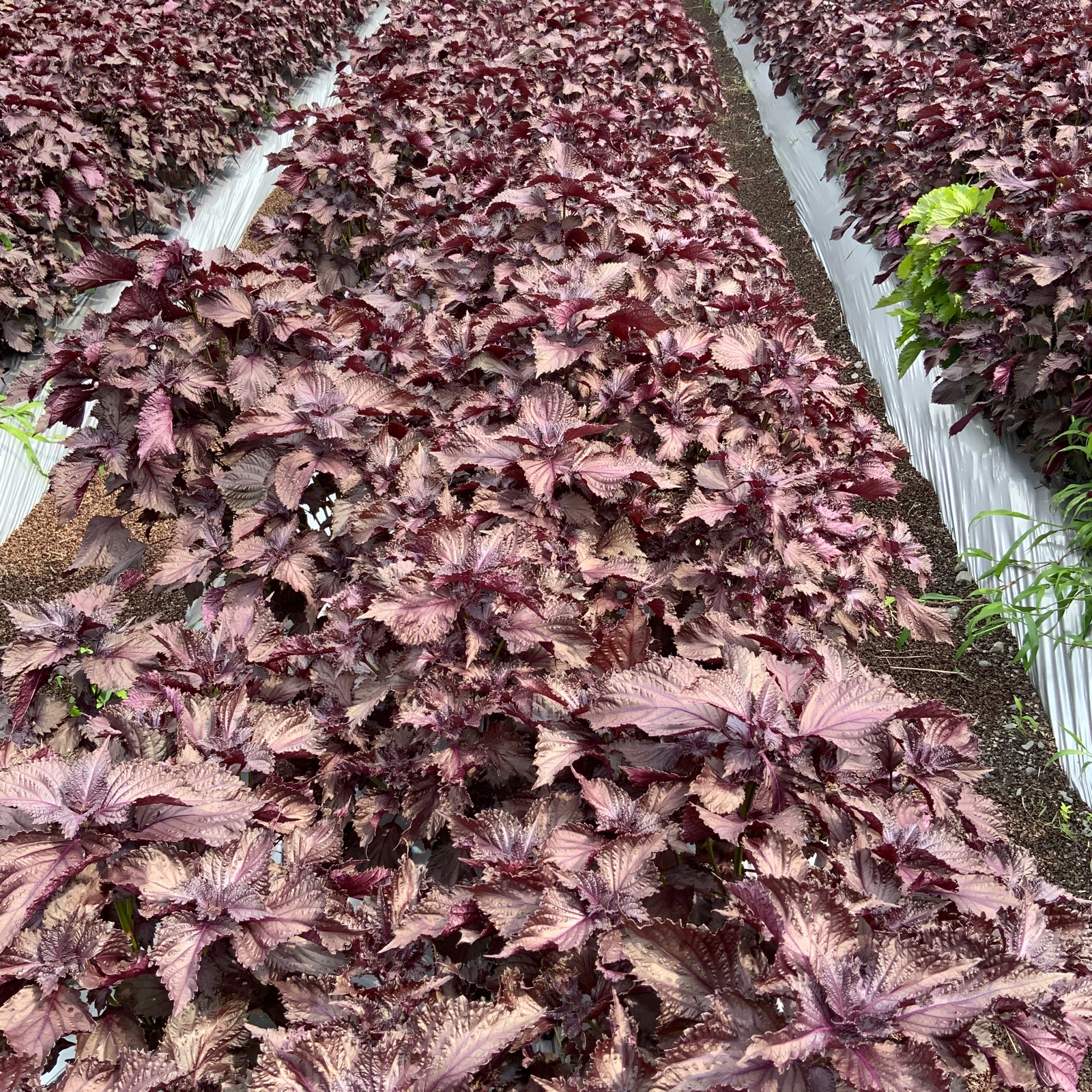 農薬・化成肥料不使用】京都大原産の赤しそ 2kg (枝付き) ｜ 野菜