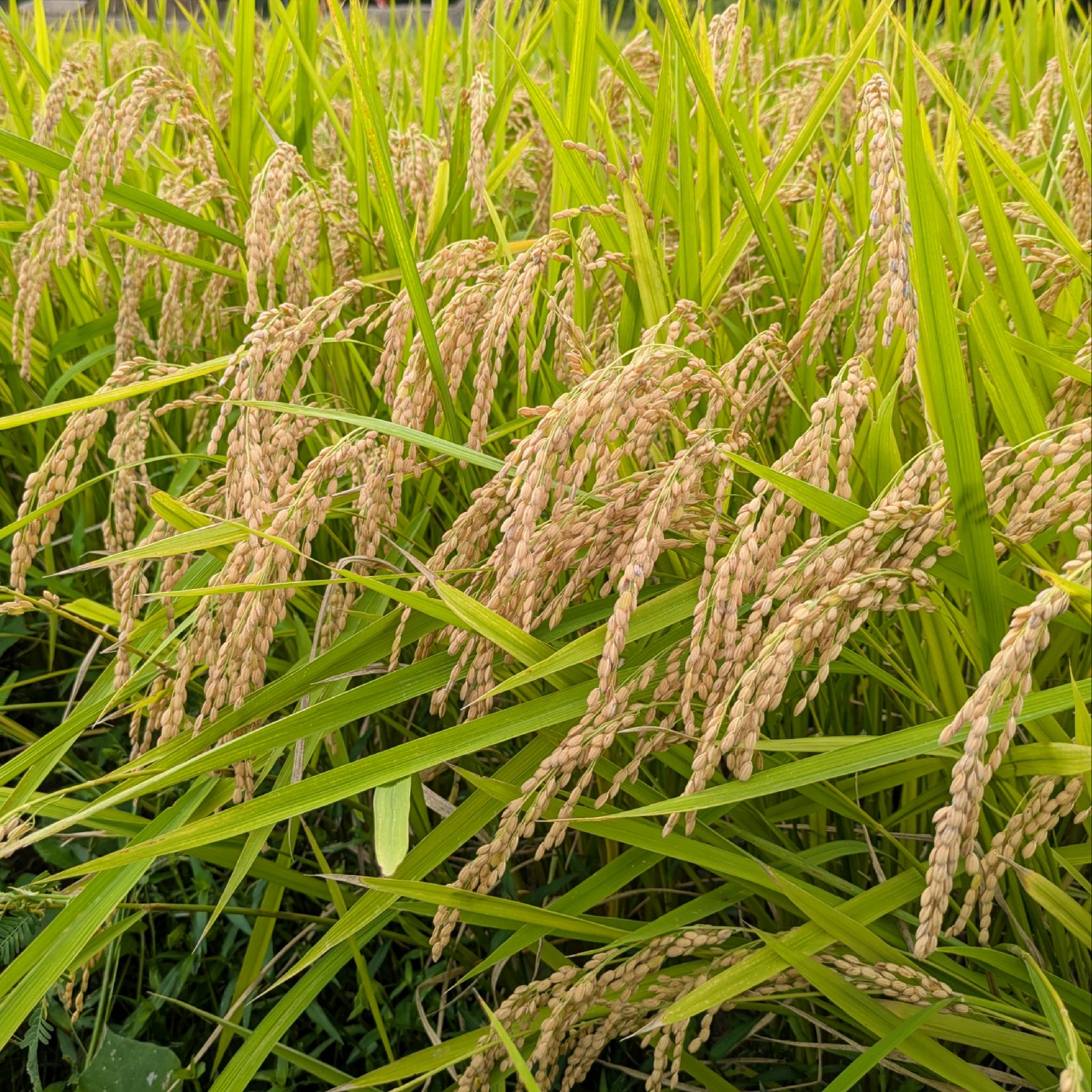 きぬひかり【白米】 20kg 新米 令和8年産 京都府京丹波町産 農薬5割減