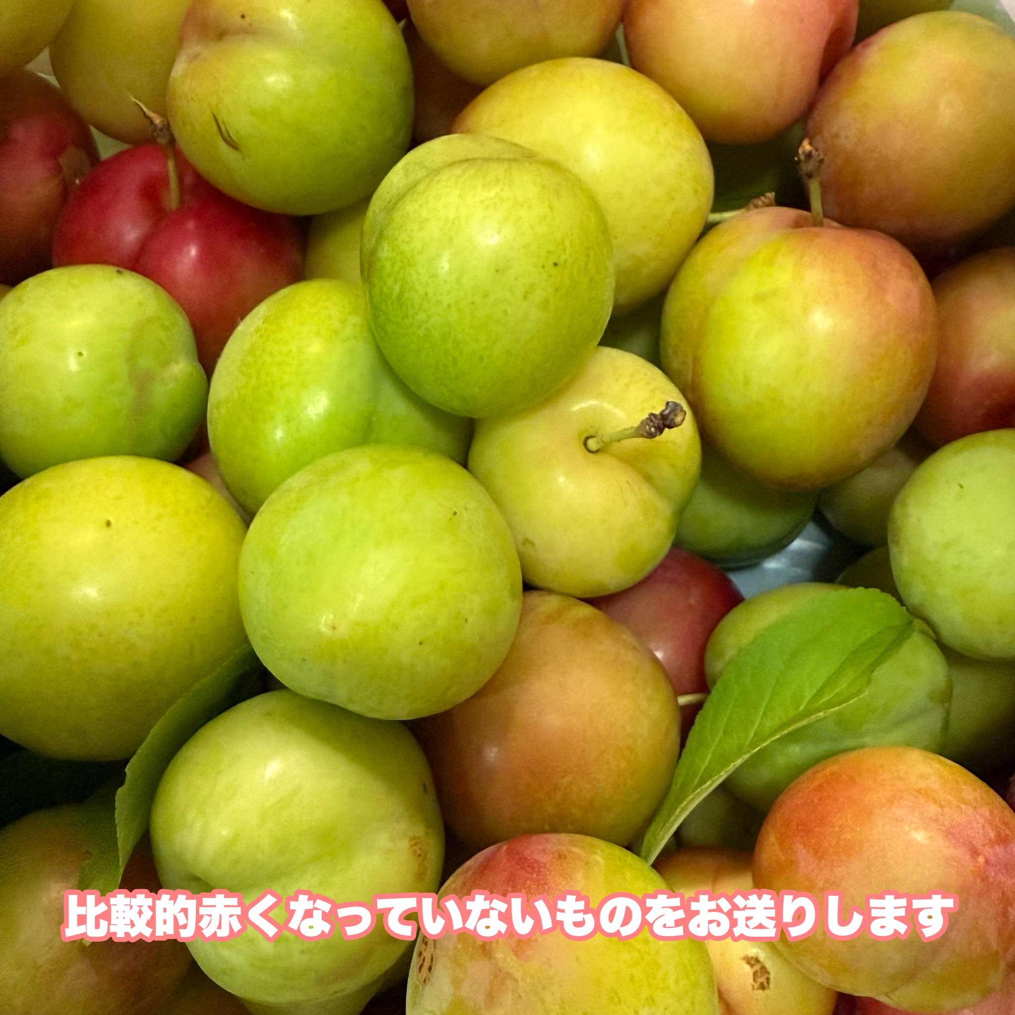 高知県産 訳あり すもも 小粒 25~30玉 無農薬 家庭用 ｜ 果物/すもも