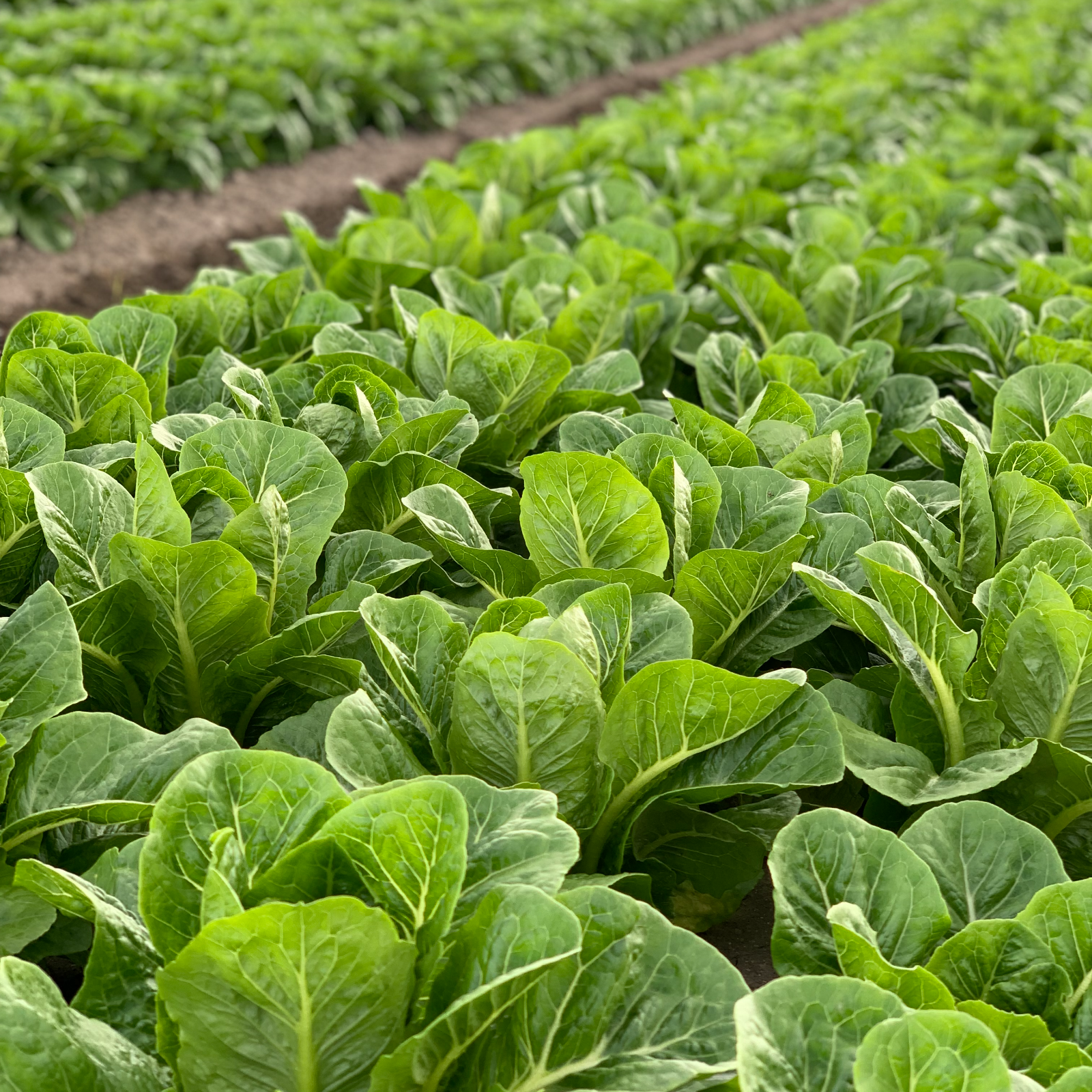 個包装」らりるれロメインレタス12玉 ｜ 野菜/レタス 産直アウル 農家