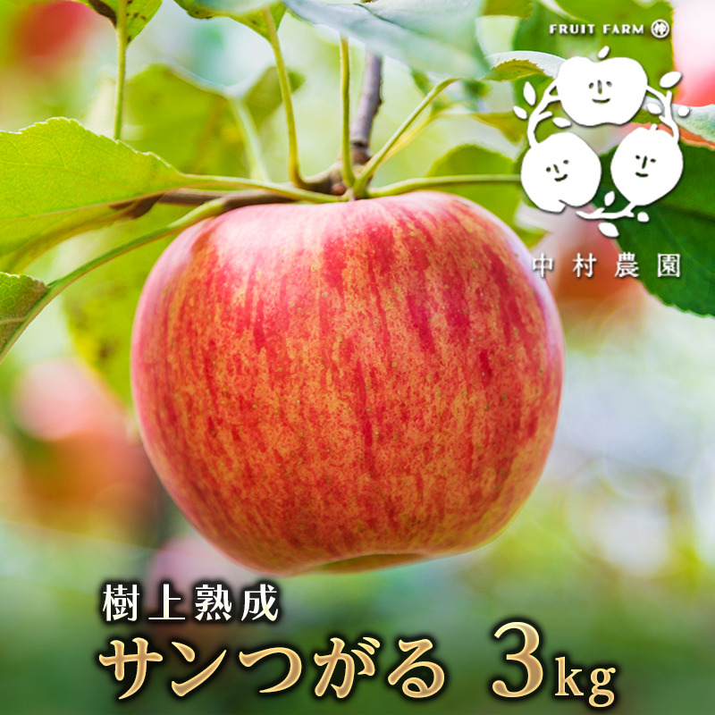 リンゴ 2026年産 りんご 3kg 樹上熟成 サンつがる ｜ 果物/りんご 産直アウル