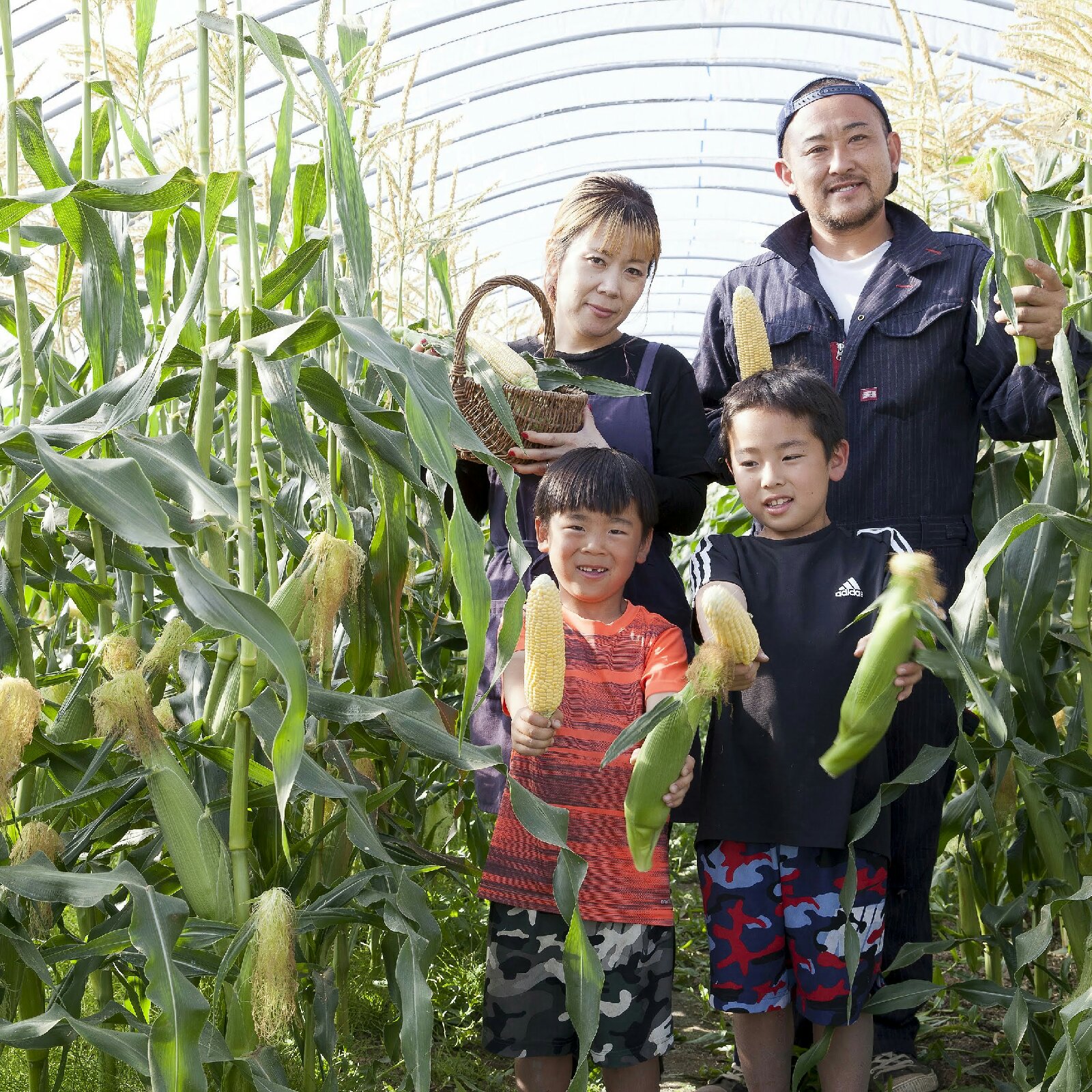 山本農園 （無農薬栽培）年間1000箱完売！！ 究極の スィート