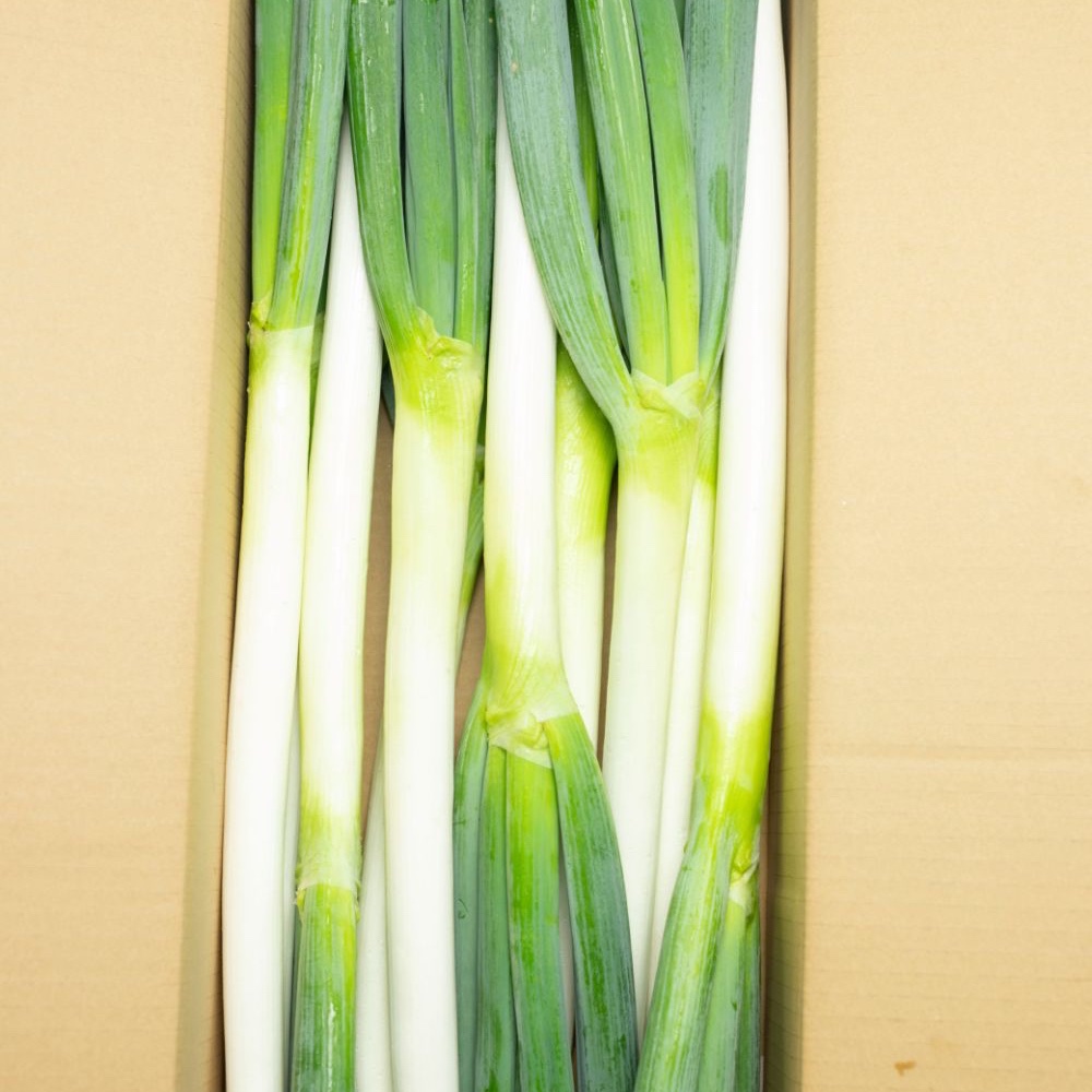 飛騨のプレミアムねぎ(10本) ｜ 野菜/ねぎ 産直アウル 農家・漁師など