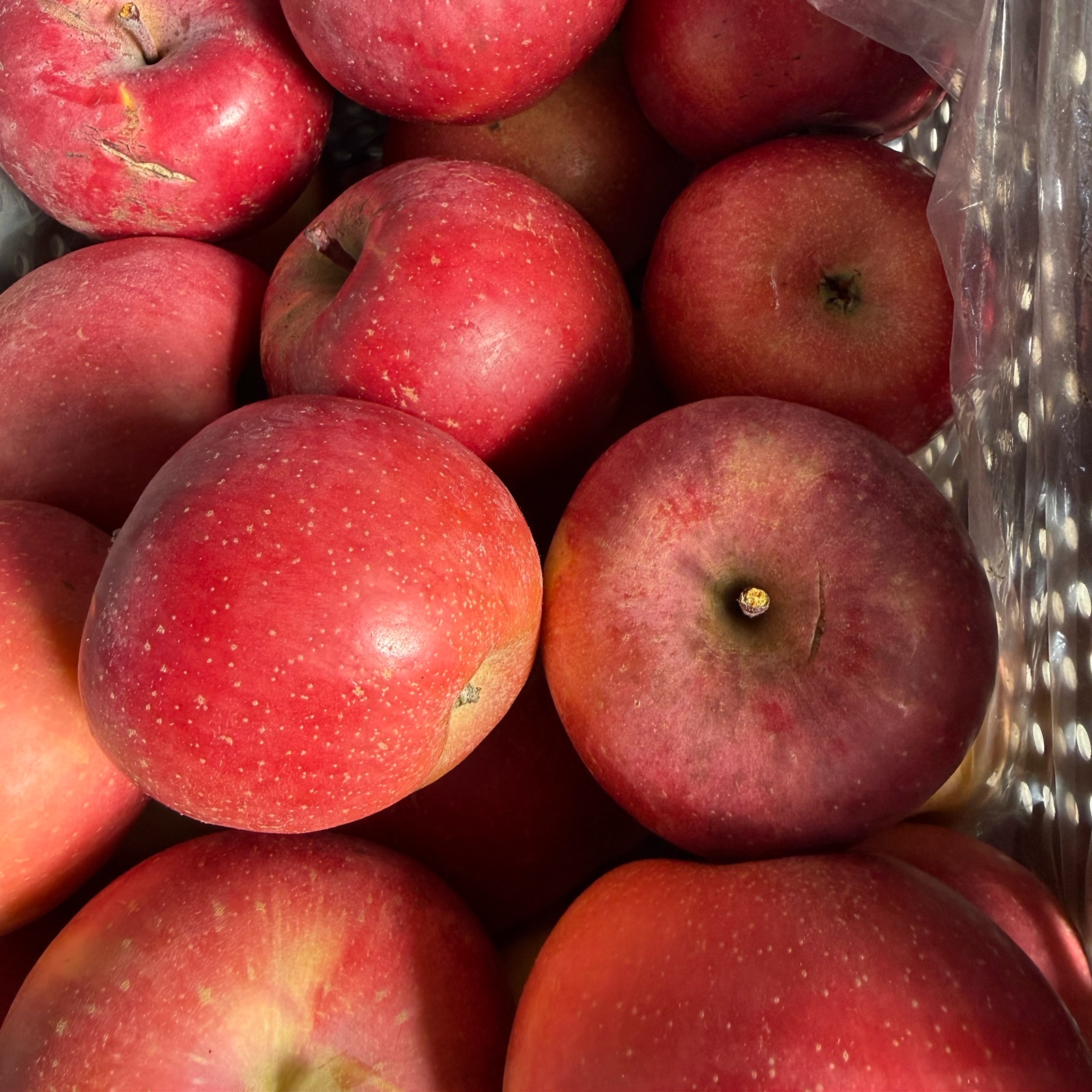 長野りんご サンふじ 5キロ 減農薬栽培、化学肥料除草剤不使用 | 果物