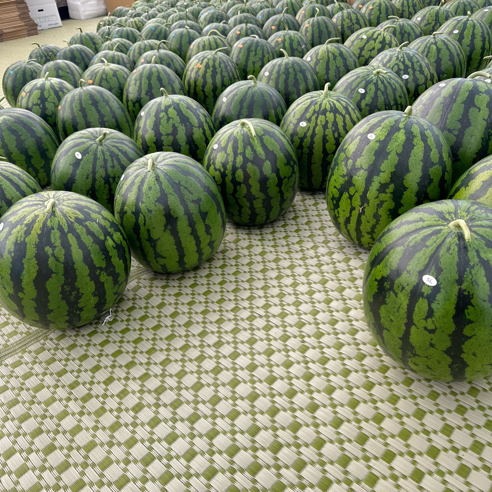 あきた夏丸 大玉すいか ご家庭用 ｜ 果物/スイカ 産直アウル 農家