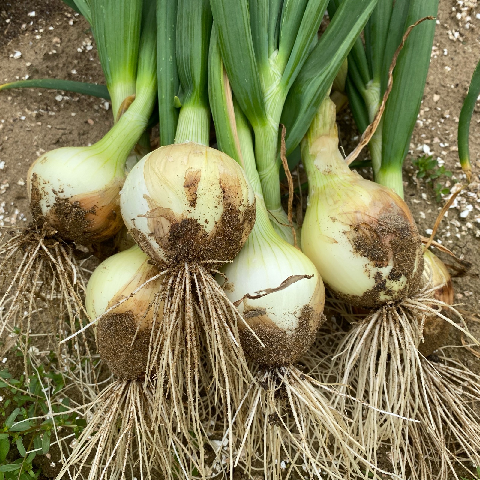 無農薬 新玉ねぎ 1kg ｜ 野菜/玉ねぎ 産直アウル 農家・漁師など生産者