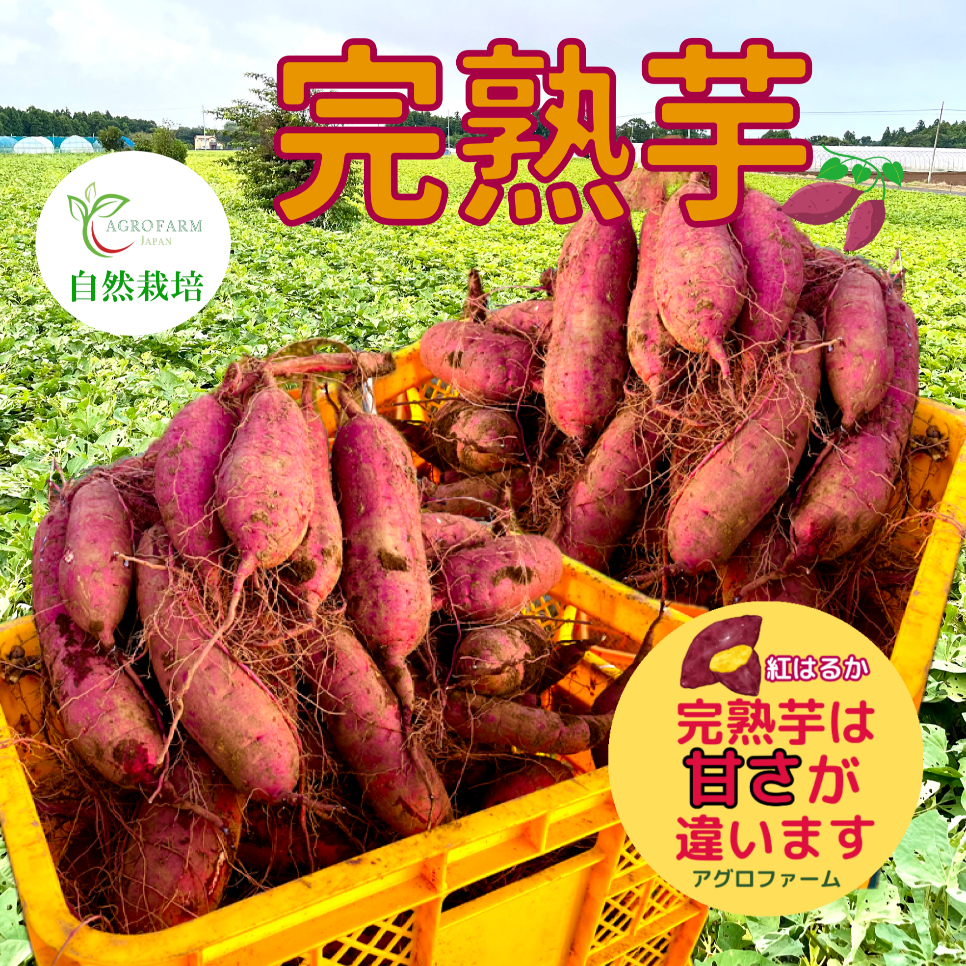 〇 6ヶ月間熟成しました 〇 完熟芋 5kg 【限定特別価格】完熟芋 農薬