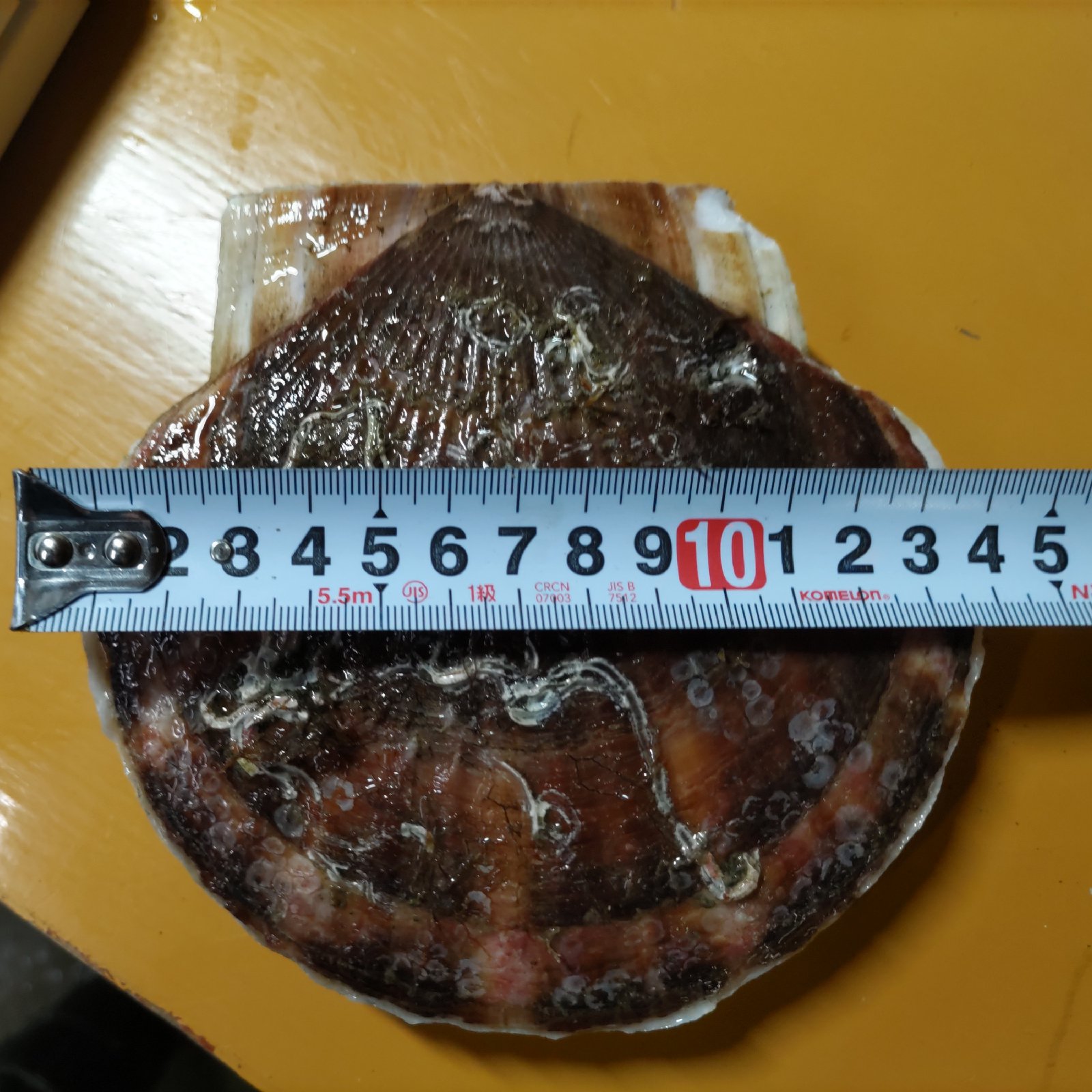 関西地方の方限定！漁師直送！野付産超特大活ホタテ１０キロ１枚400g以上 九州地方の方限定！漁師直送！野付産超特大活ホタテ ｜ 魚介類/ホタテ