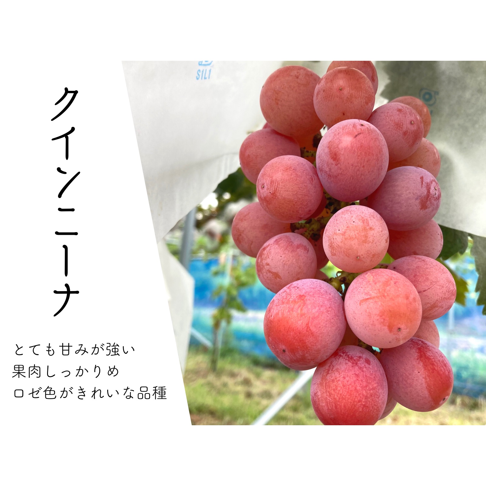 大注目品種】とっても甘〜い 赤い宝石クインニーナ2房 ｜ 果物/ぶどう