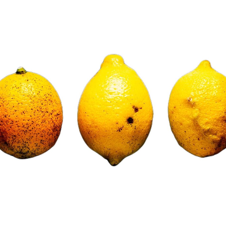 広島県産 瀬戸田レモン 10㎏ C品（訳あり） 有機JAS法準拠栽培 | 果物