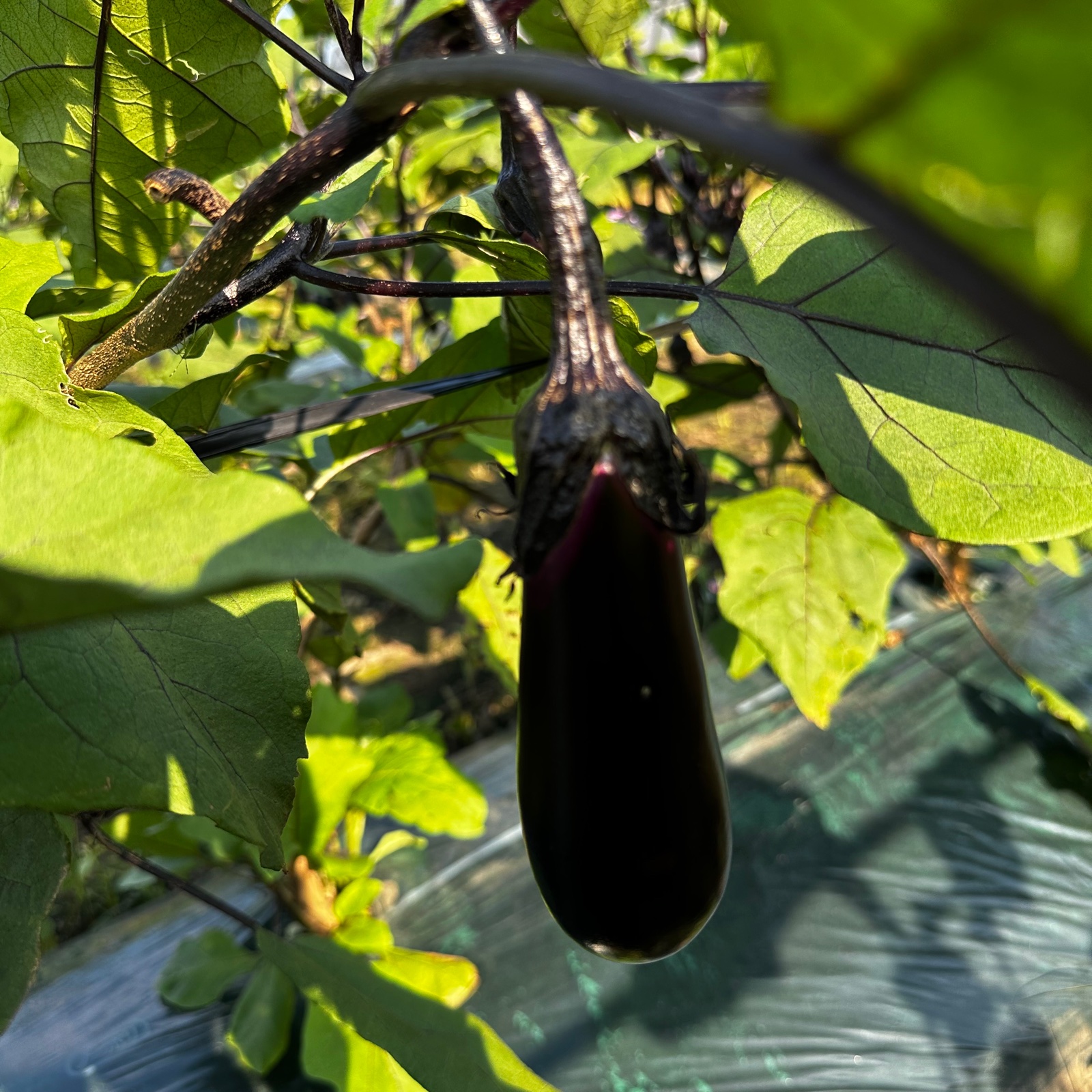 夏野菜パラダイス！ナスフェア開催中！ナスづくしのセット！ | 野菜
