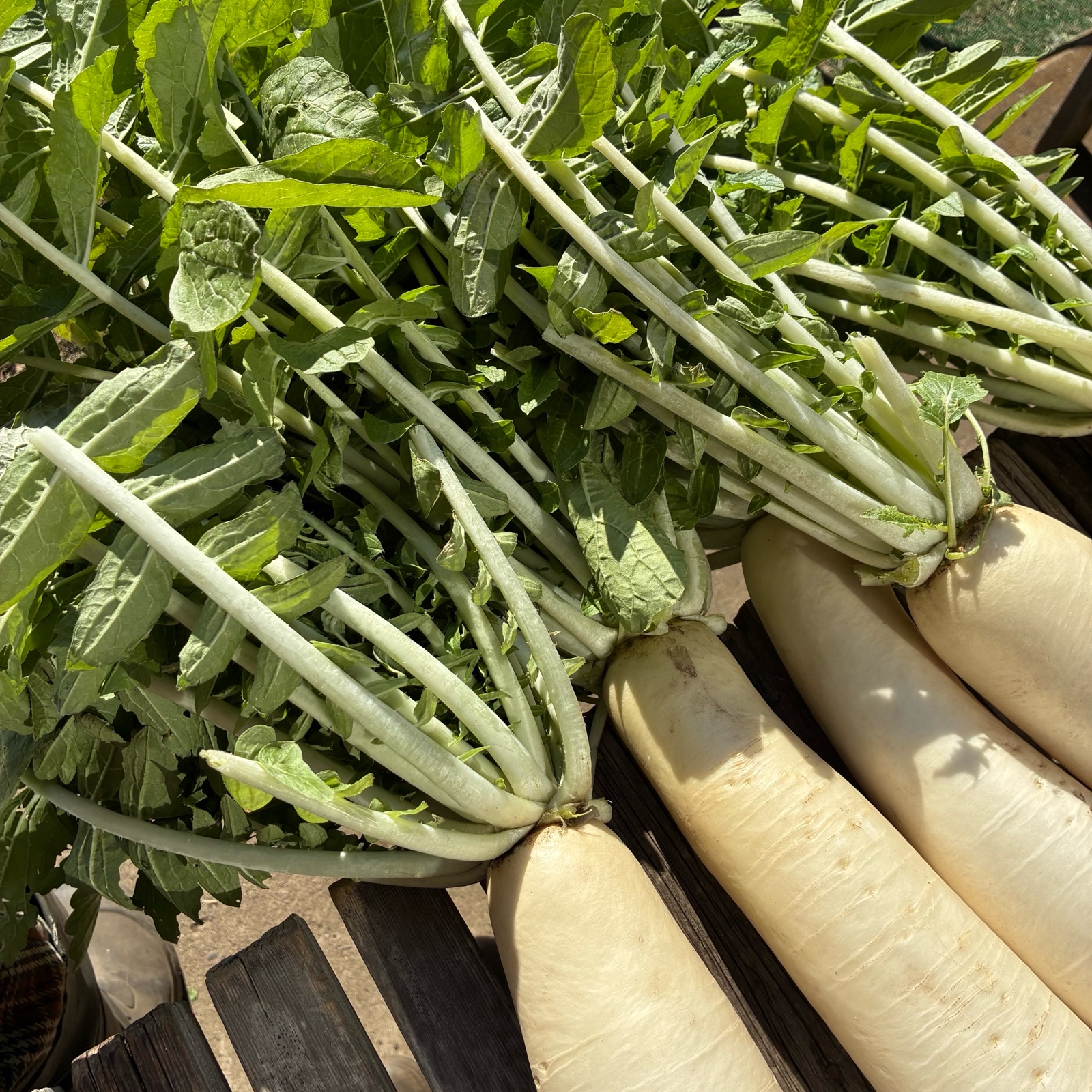 朝採れ発送！固定種＊山田ねずみだいこん＊ミニだいこん＊5kg＊訳あり