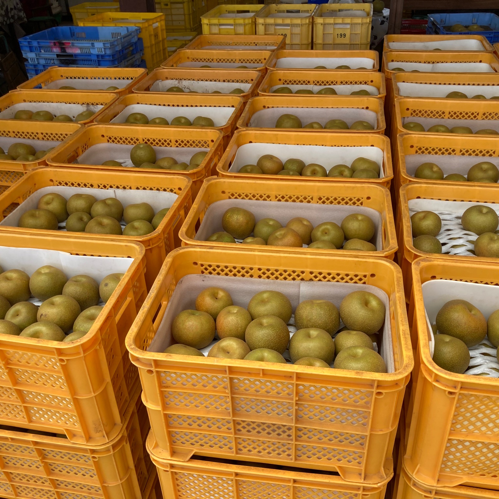 ほぼない 詰めながら出品してます 幸水ご家庭用 人気の幸水 5kg【ご家庭用】甘くてジューシー！8月発送！ ｜ 果物/梨