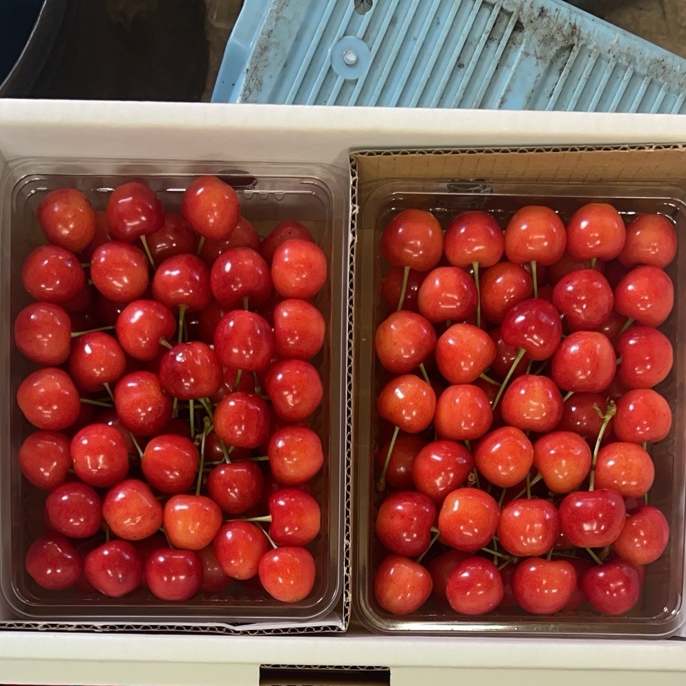 山形県産さくらんぼ佐藤錦 1kg 贈答用Lサイズ ｜ 果物/さくらんぼ 産直