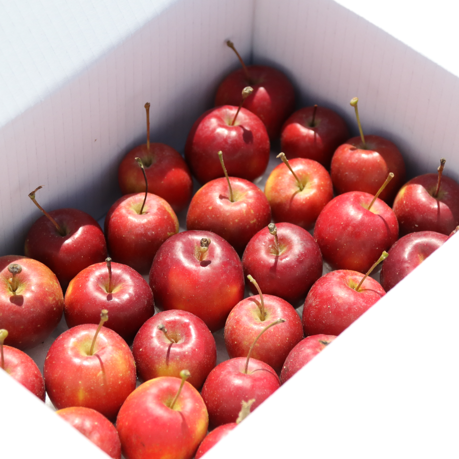 完売】アルプス乙女 1kg (20～30個) | 果物/りんご 産直アウル 農家