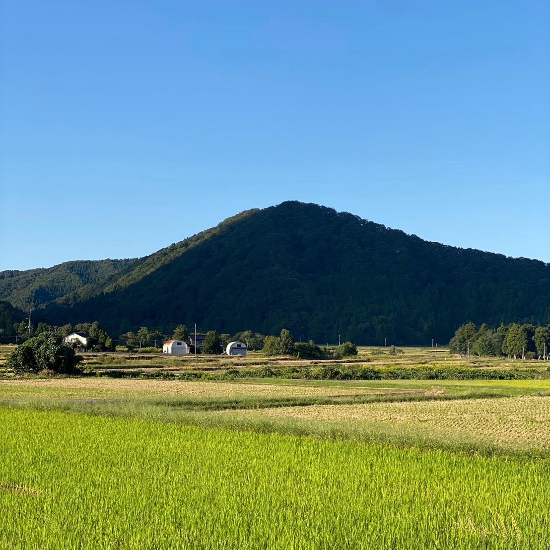 新米【令和8年産】新潟県産つきあかり 玄米30kg｜ふっくら大粒のお米