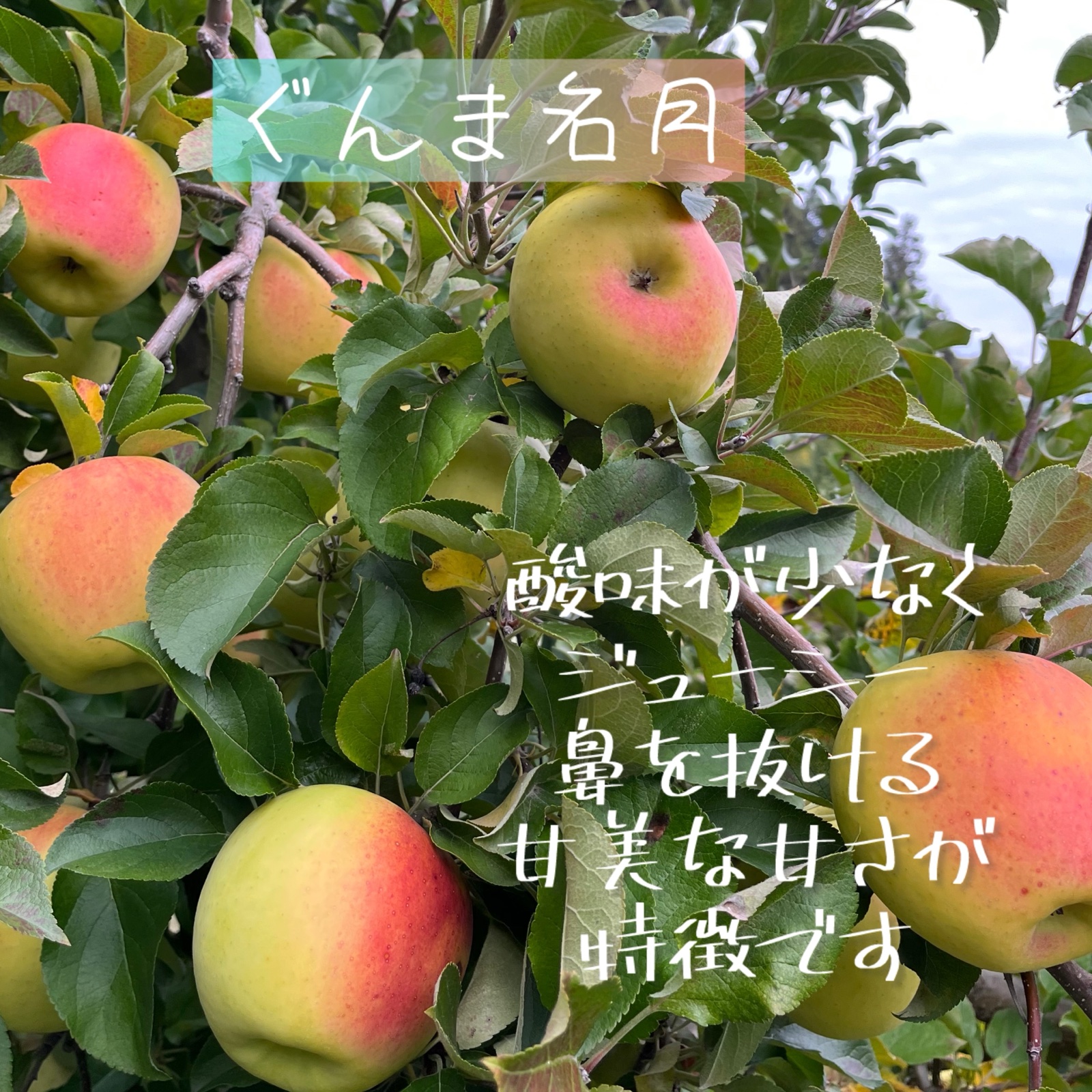 ぐんま名月5kg | 果物/りんご 産直アウル 農家から直接野菜などの食材